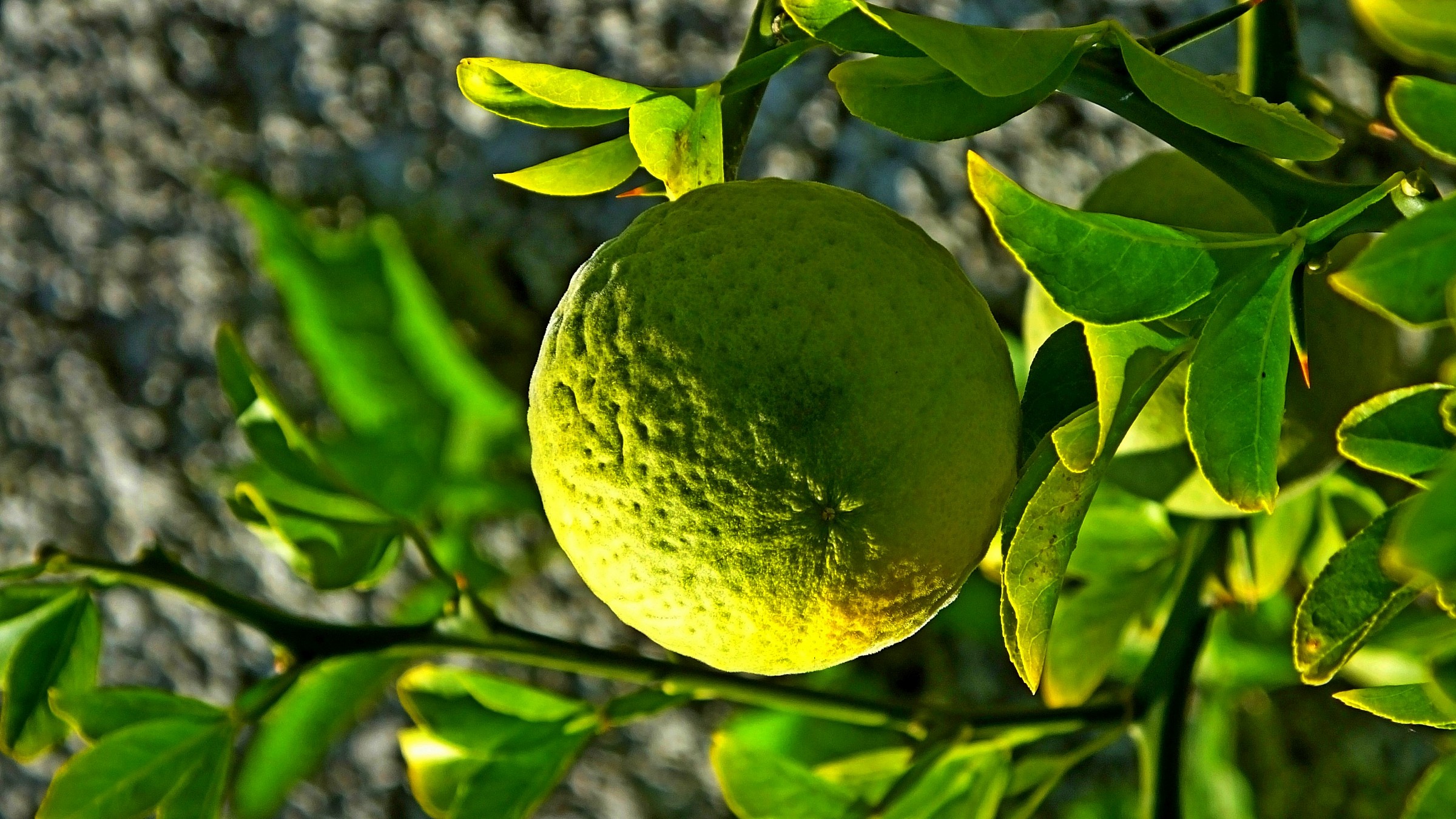 L'albero delle palle da tennis
