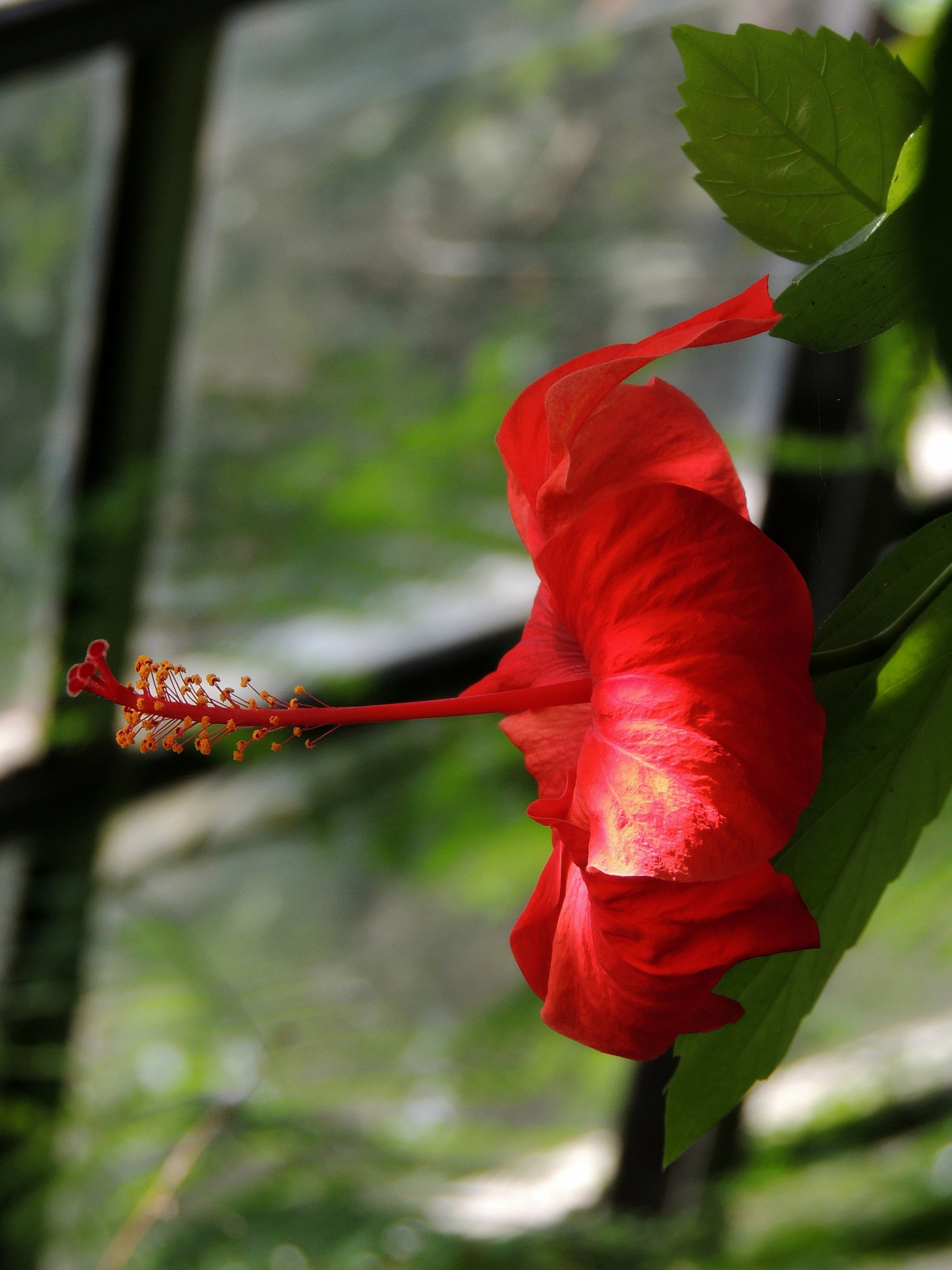 Fiore di Hibiscus