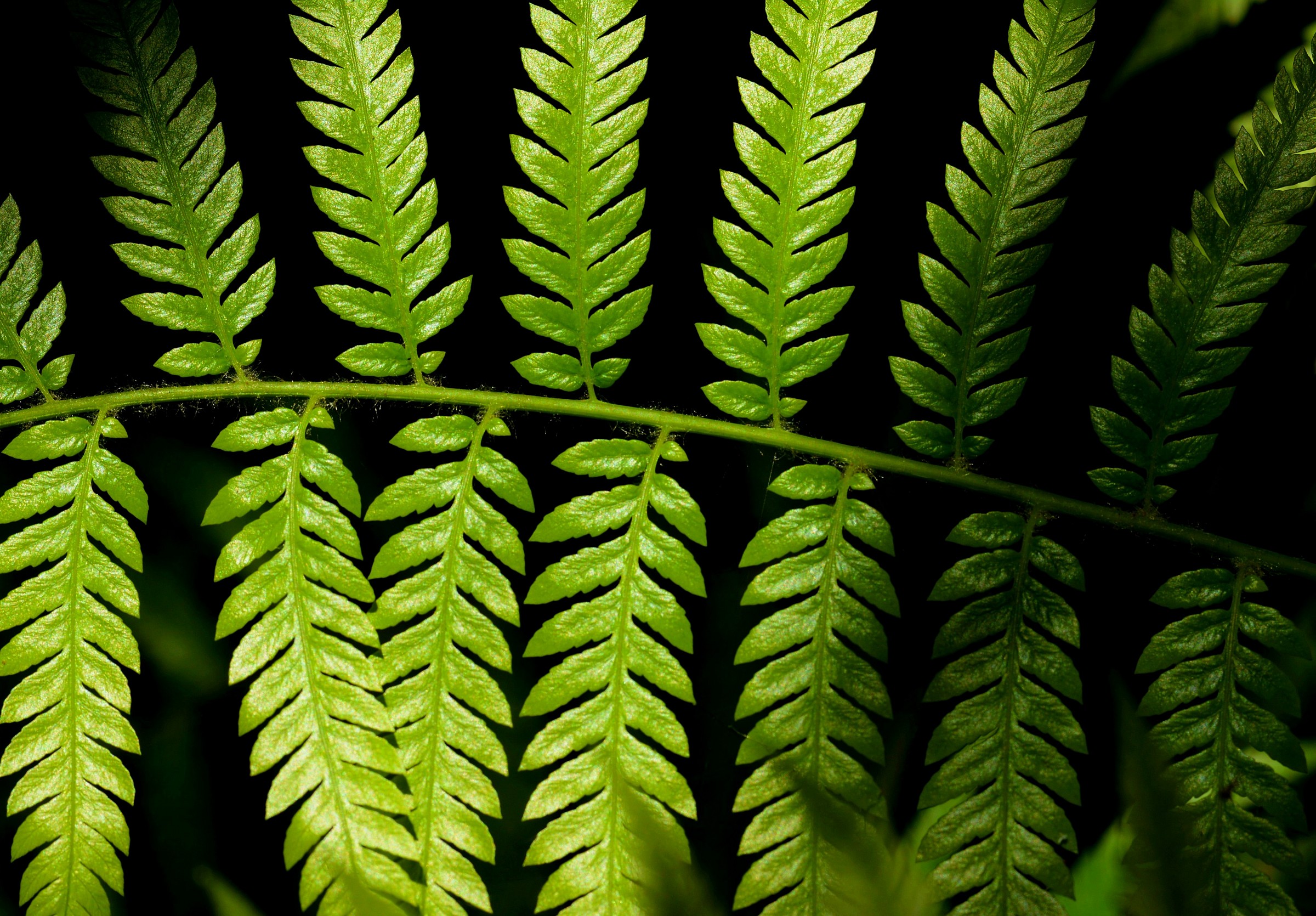 Luci ed ombre sulle felci