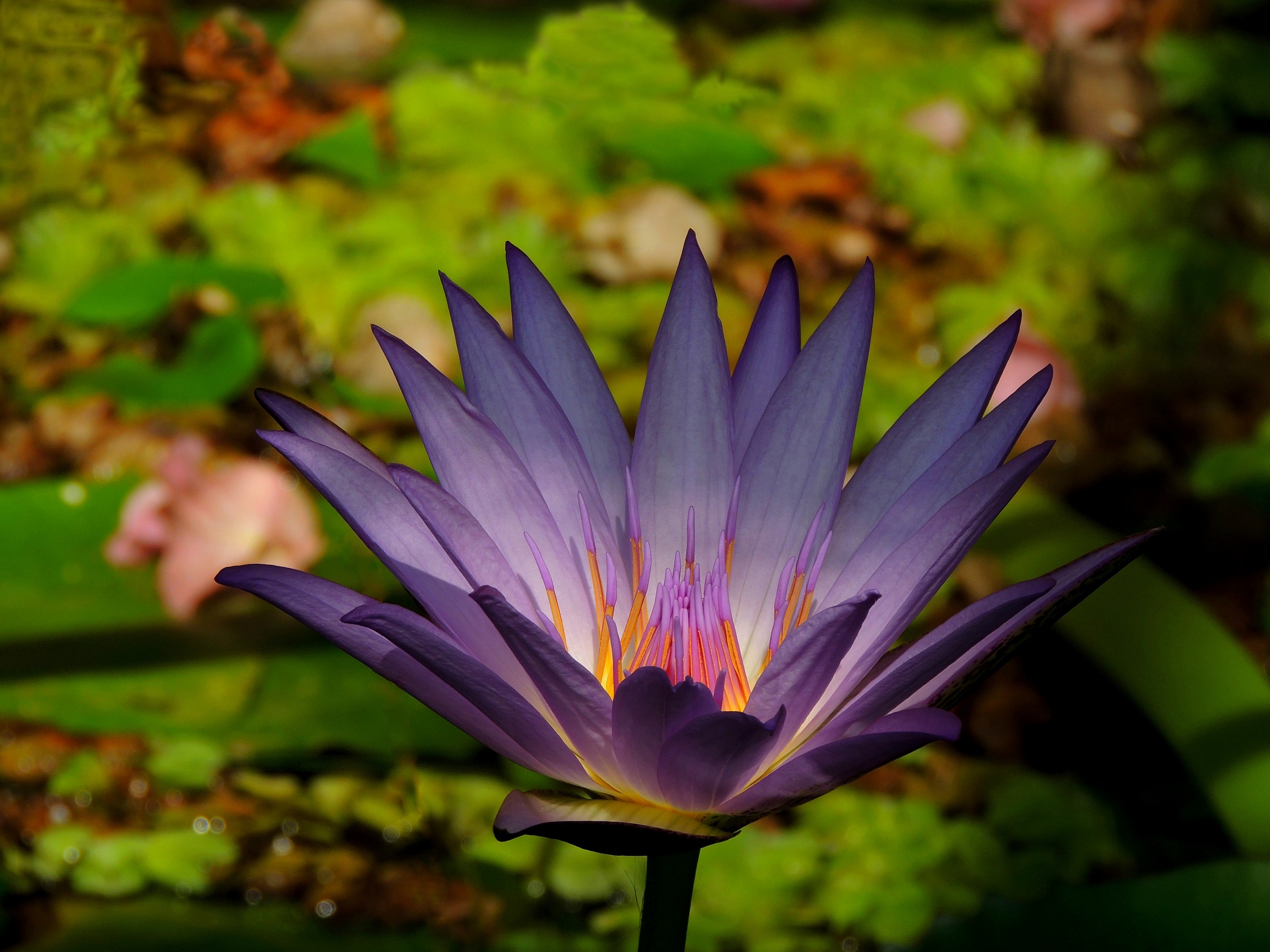 Primi raggi sulla ninfea egiziana