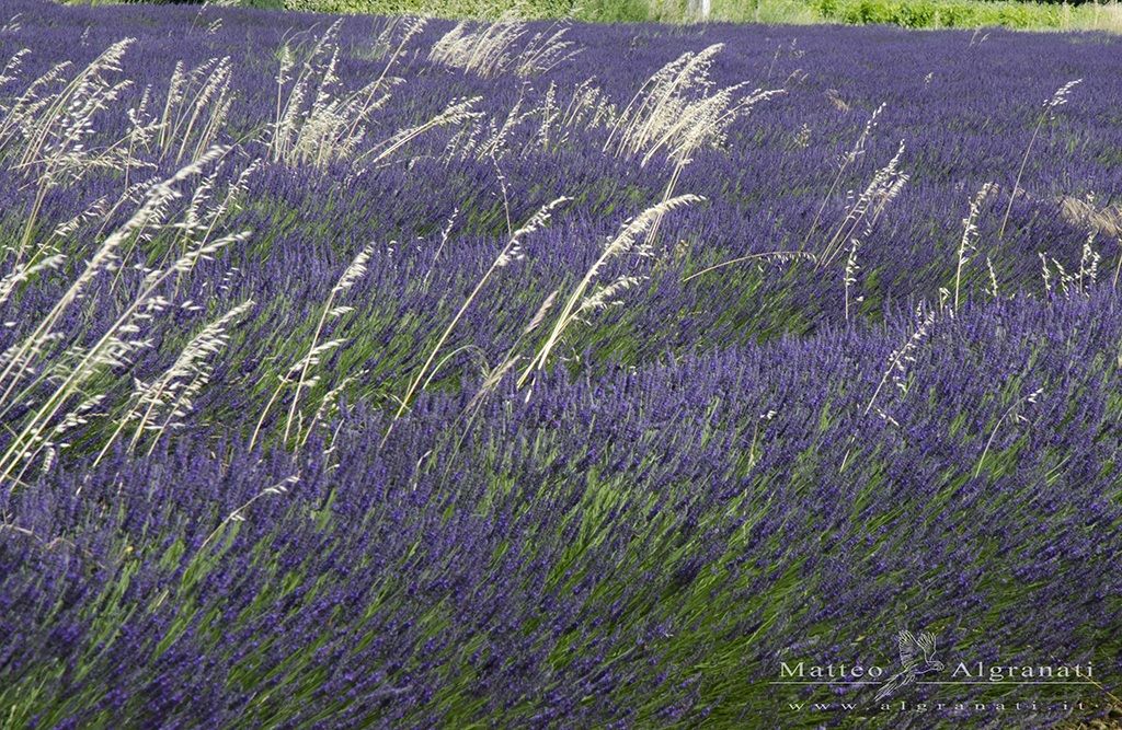 Saint-Paul-Trois-Chteaux