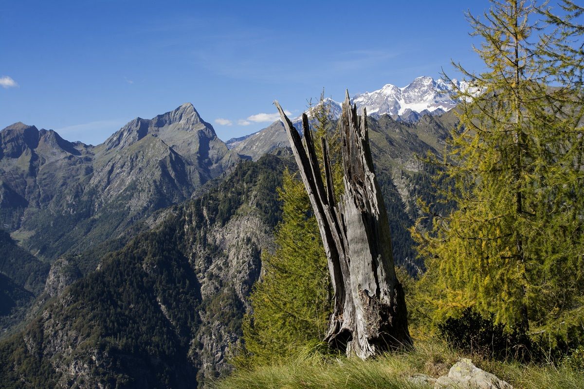 Rose alp Pianone-Rimasco