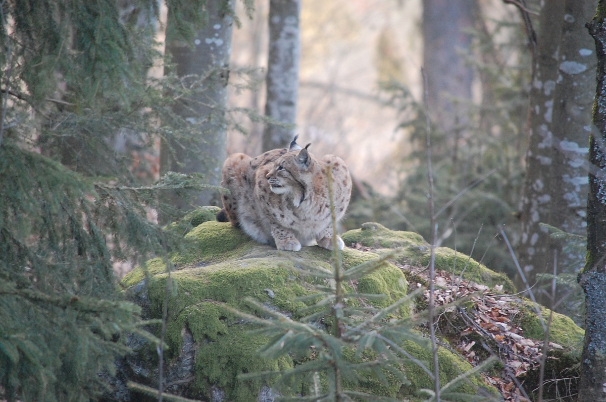 Bayerscher Wald. La lince