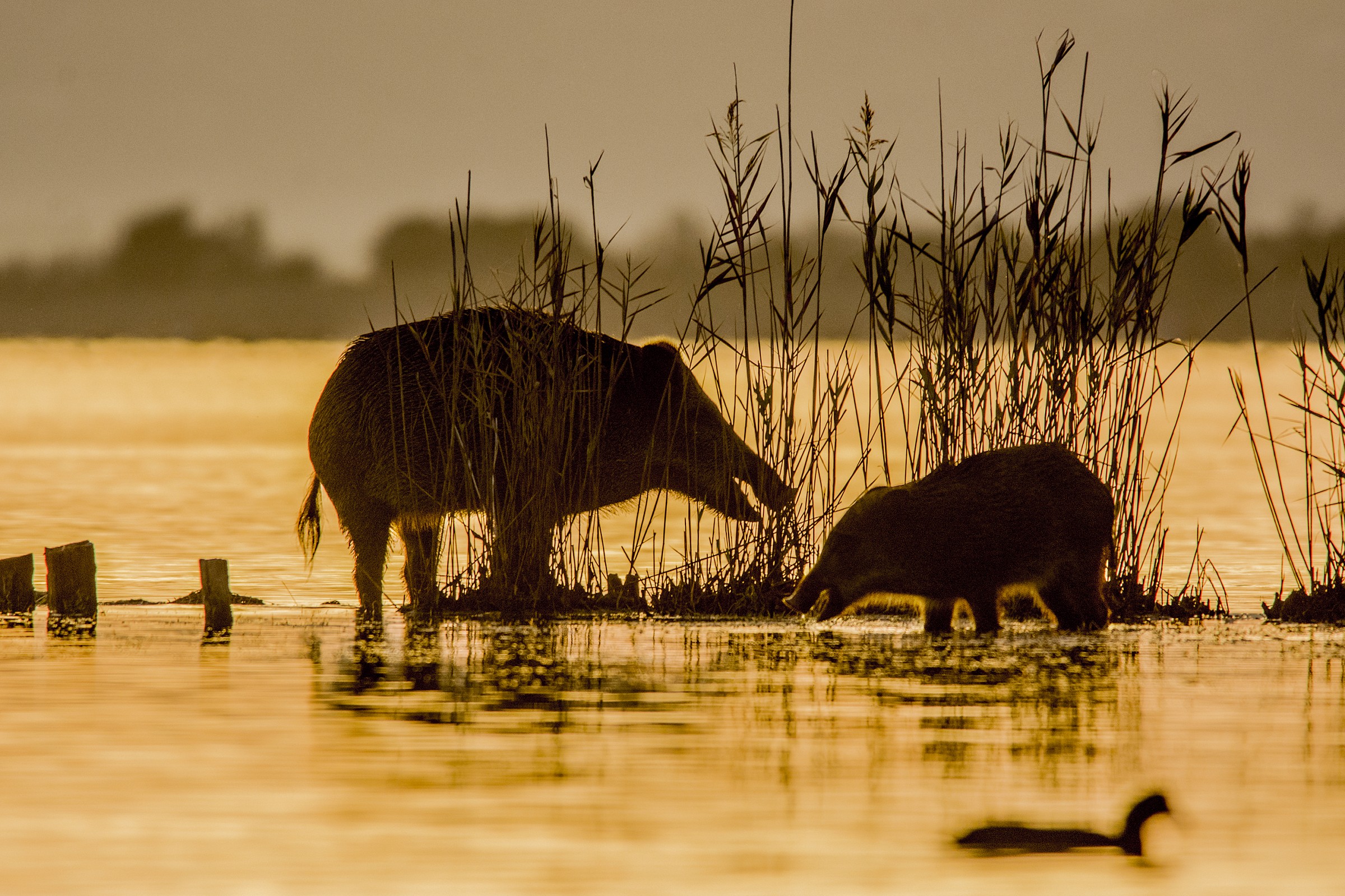 cinghiali in maremma