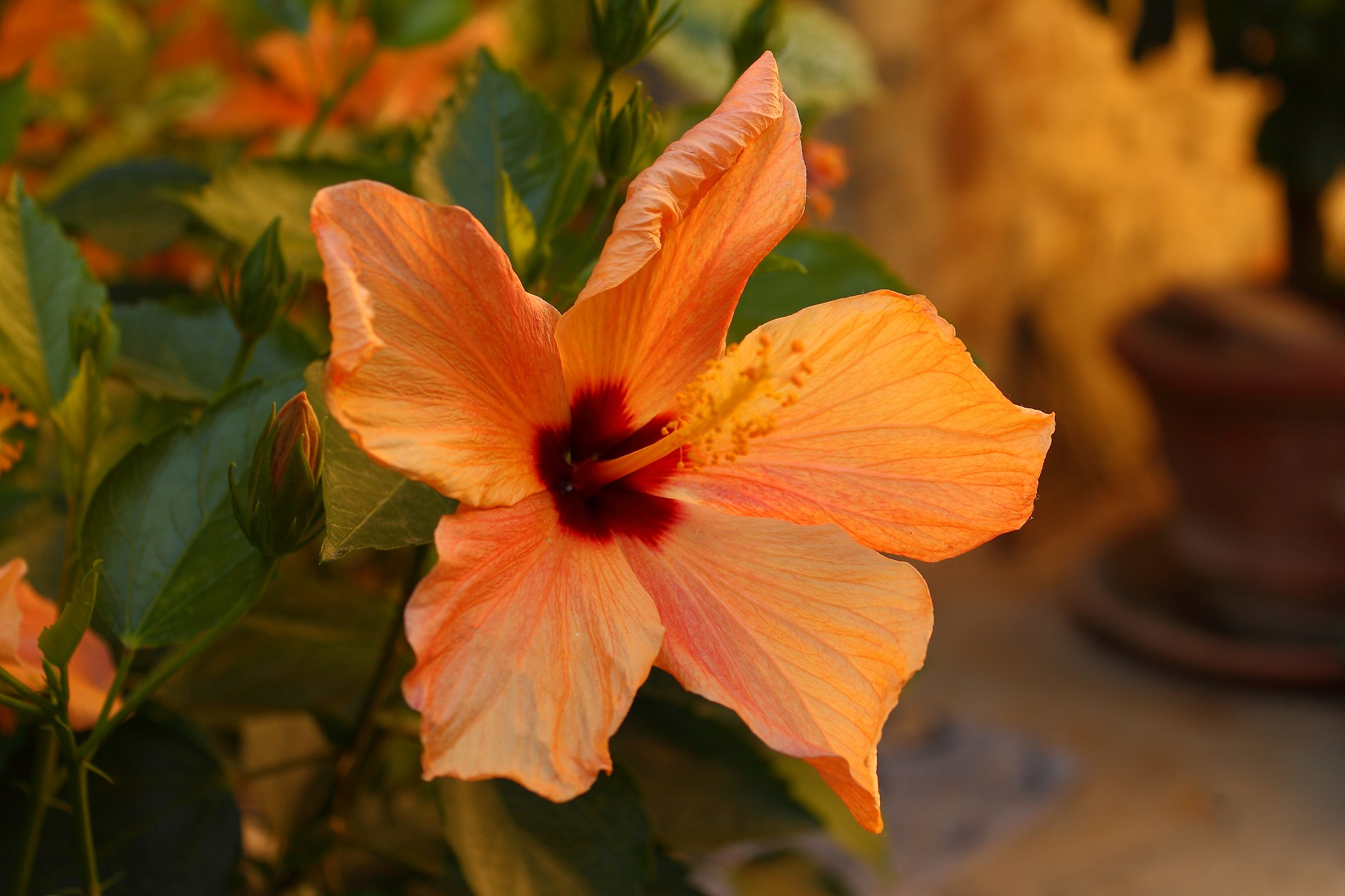 Hibiscus