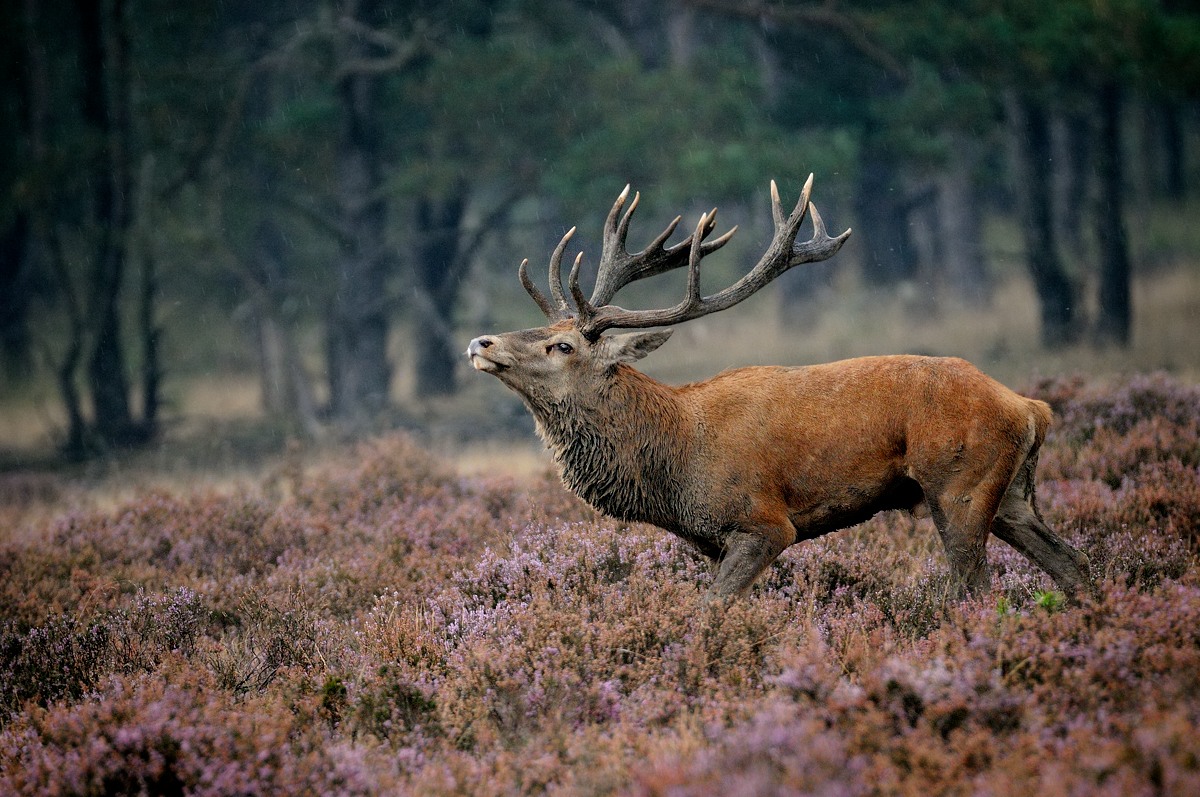 Red Deer
