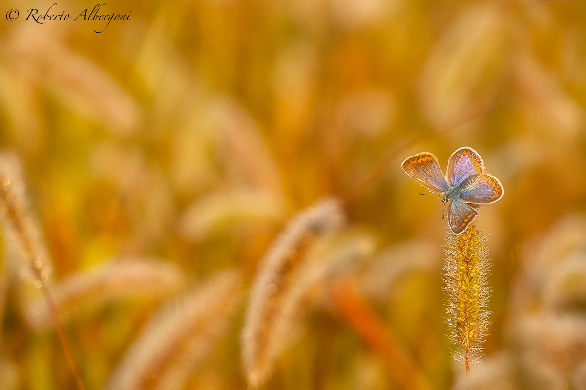 Un sogno ad ali aperte