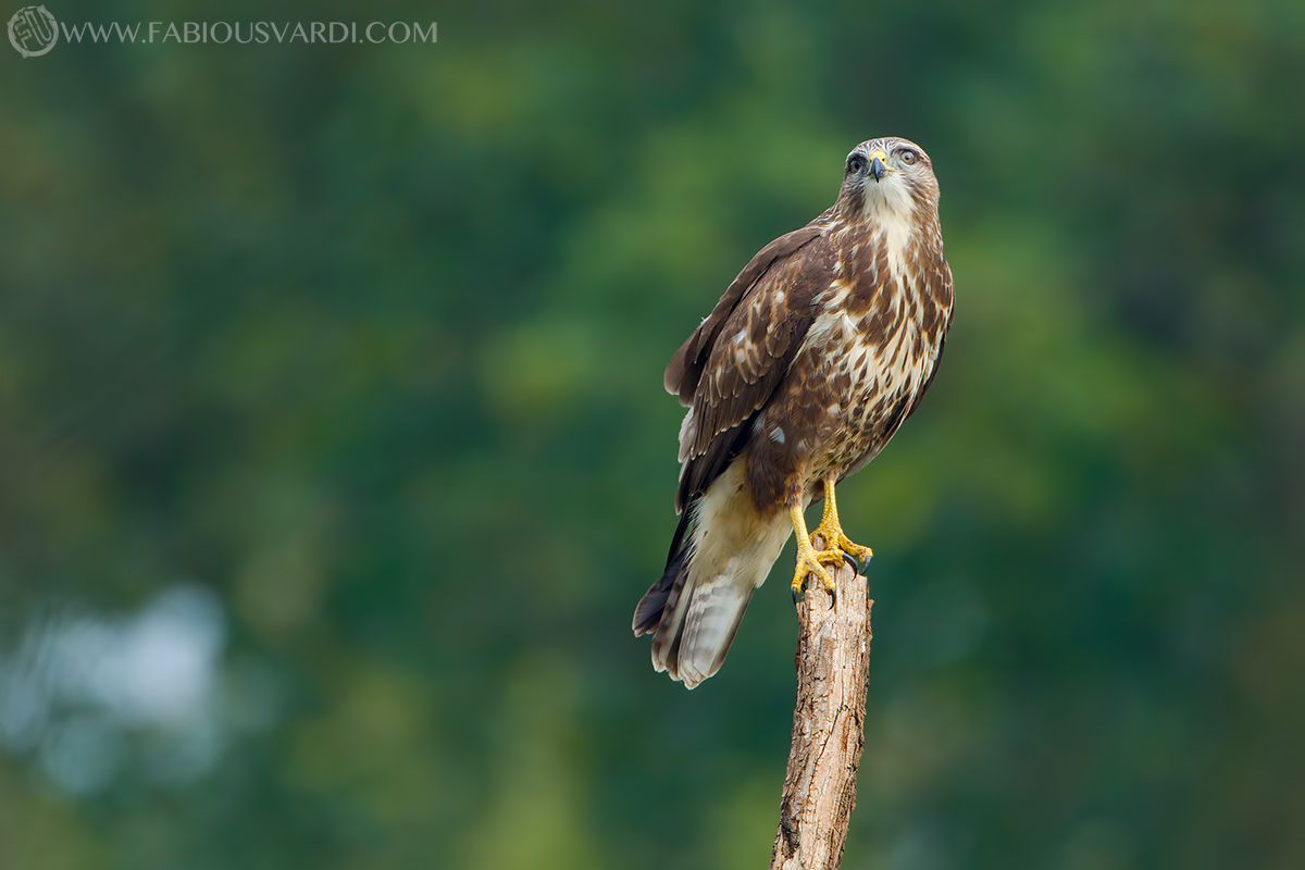 Buteo buteo (Poiana)