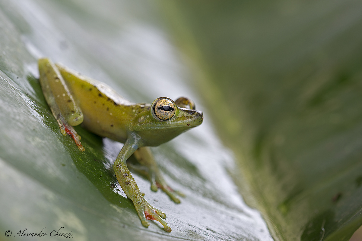 Hypsiboas Rufitelus