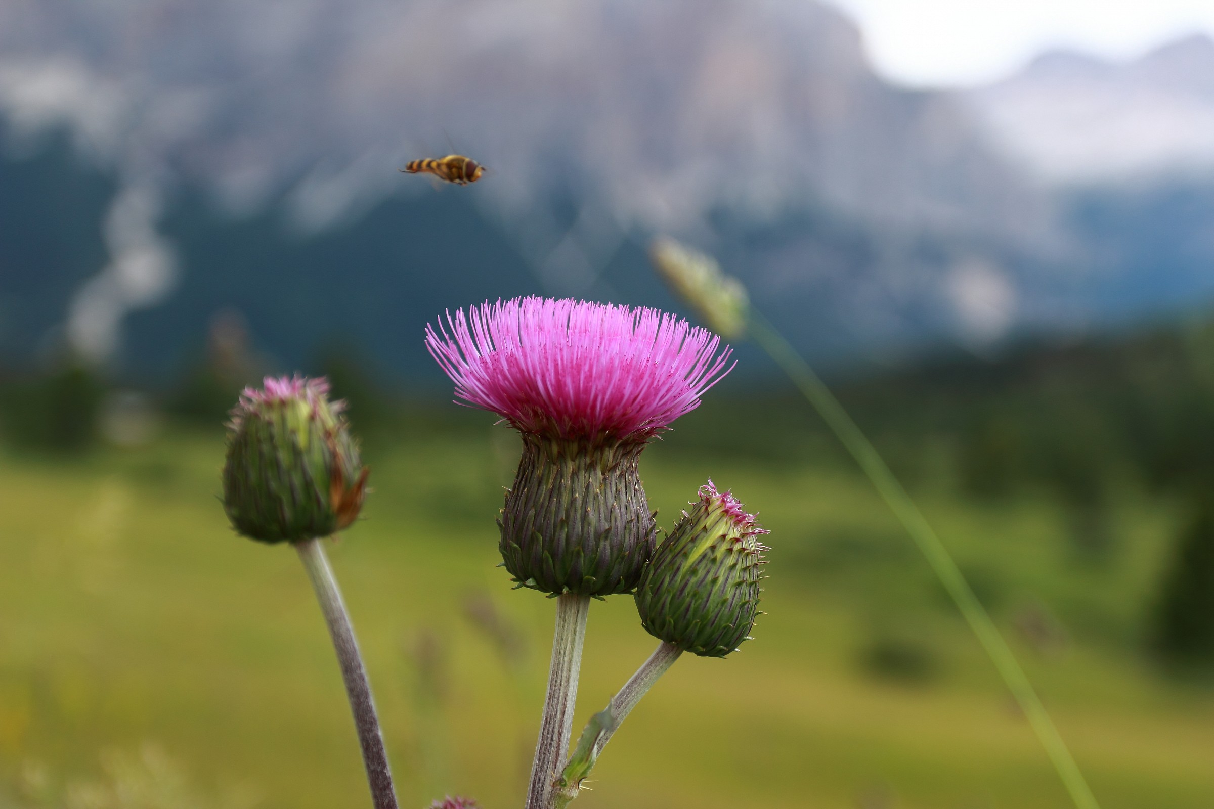 Thistle and bee in val badia