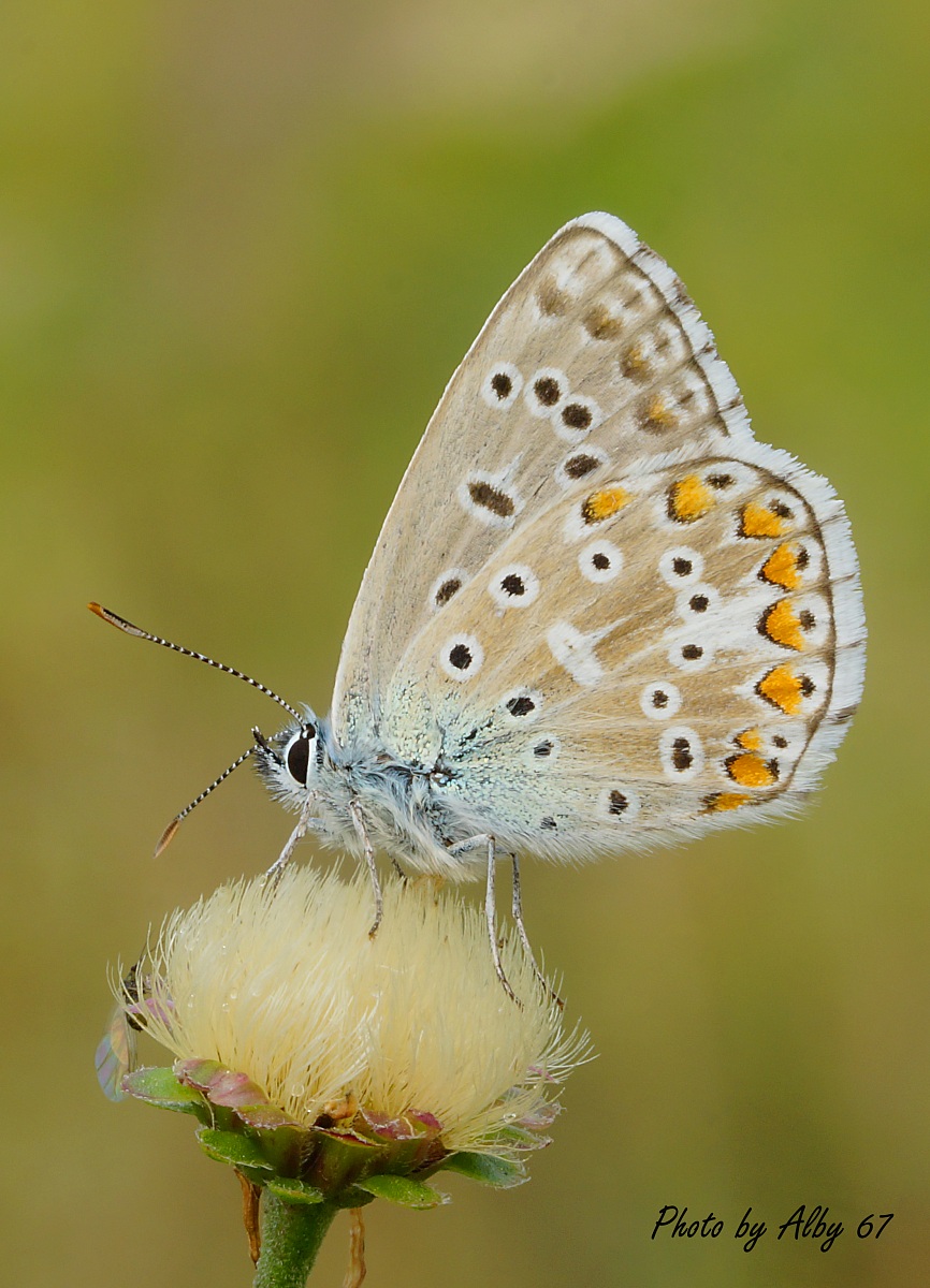 Aricia agestis