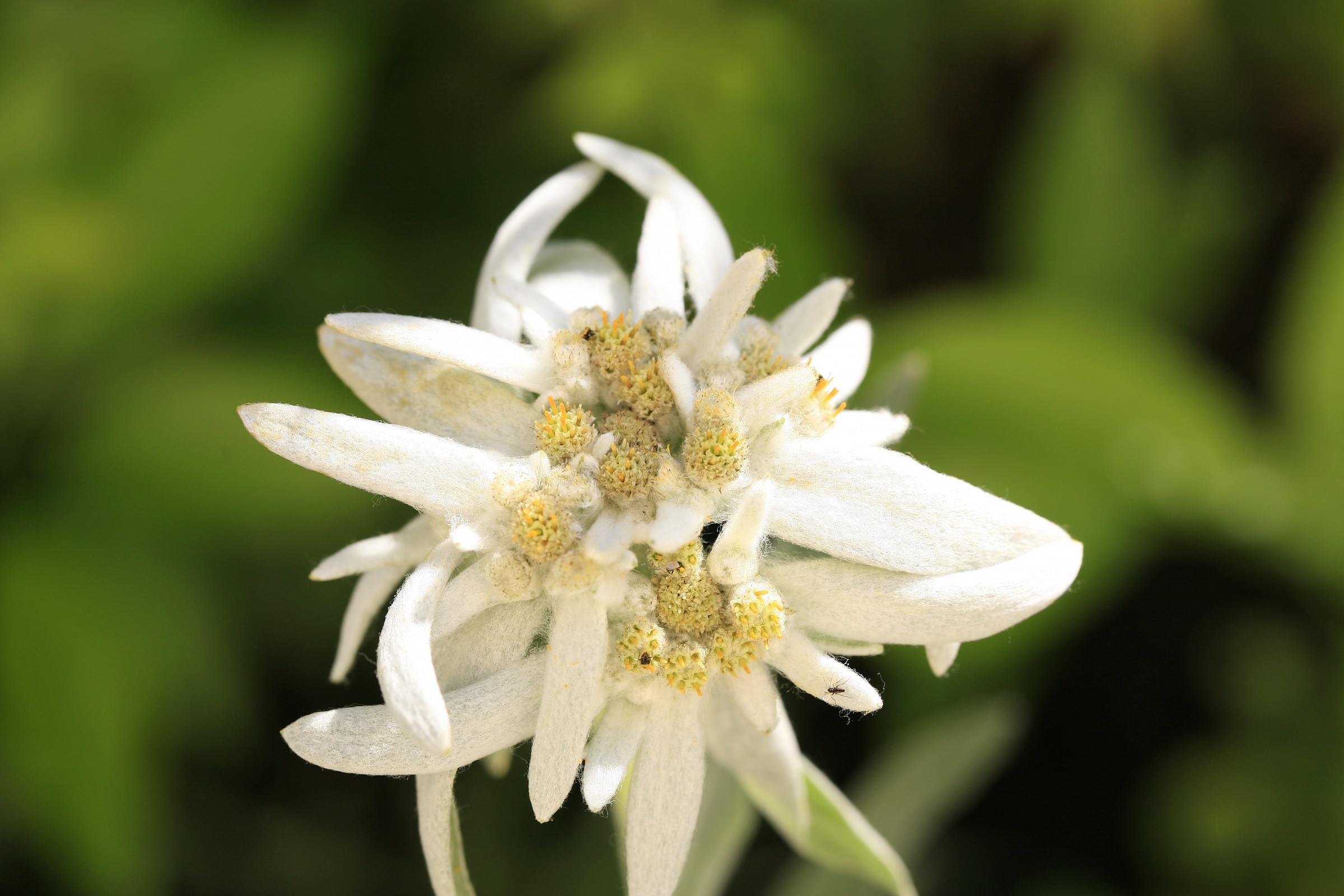 Edelweiss