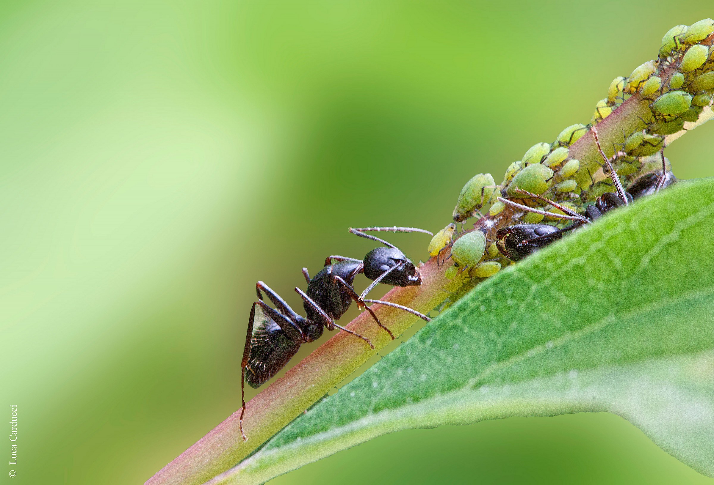 Formicidae Latreille