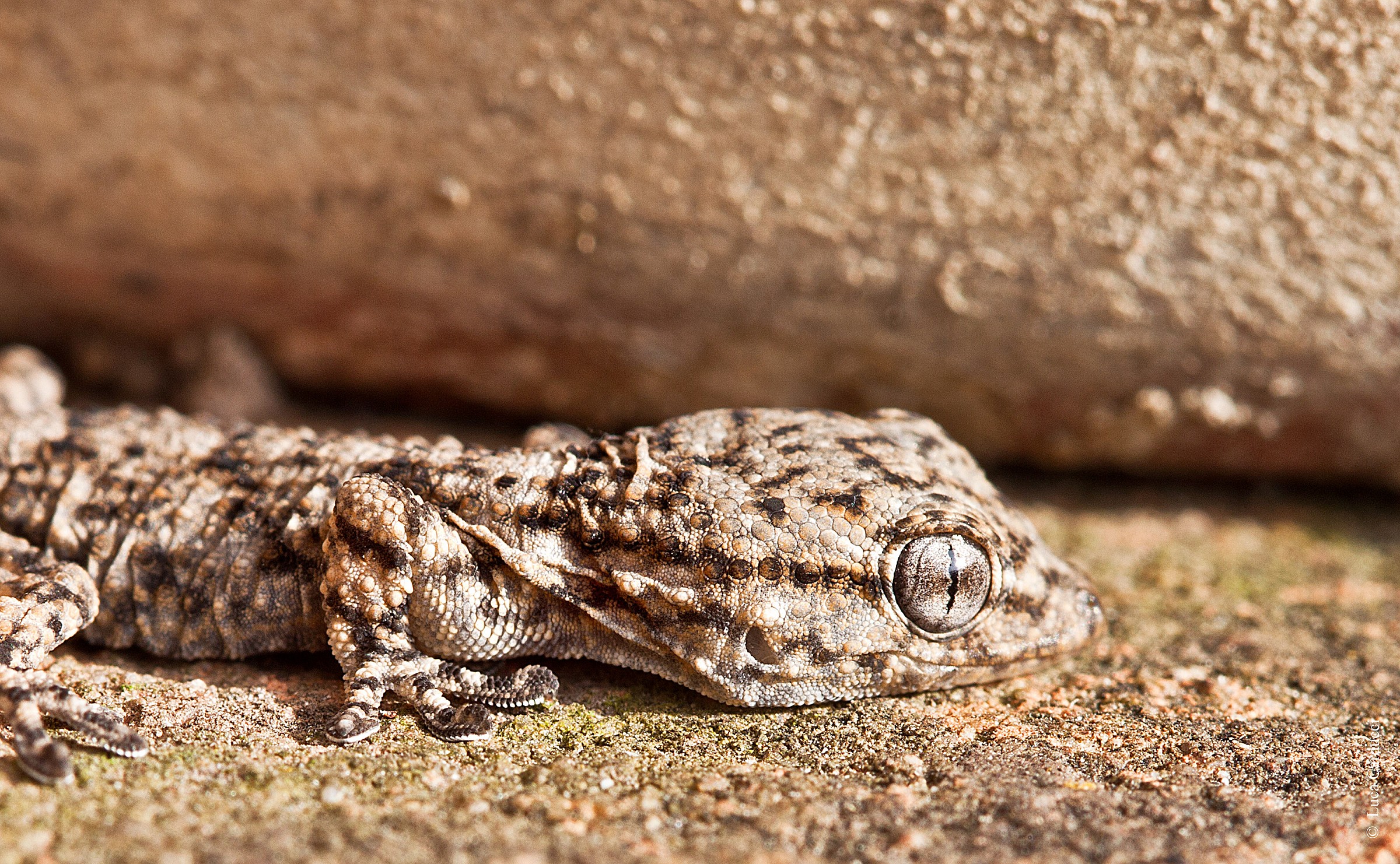 Tarentola mauritanica