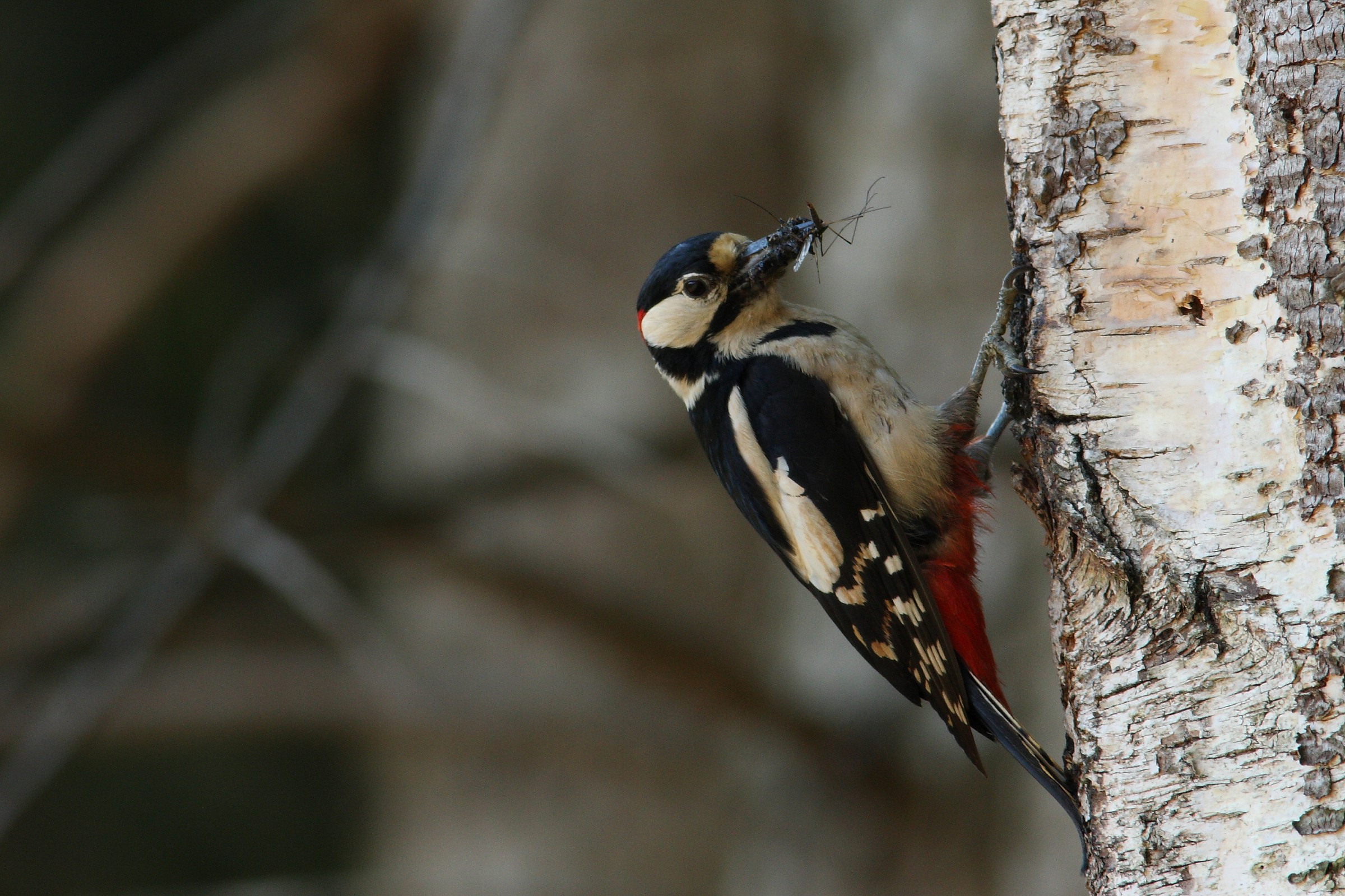 Great Spotted Woodpecker