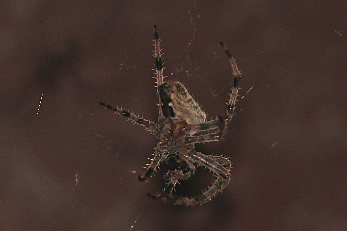 Incontri inaspettati