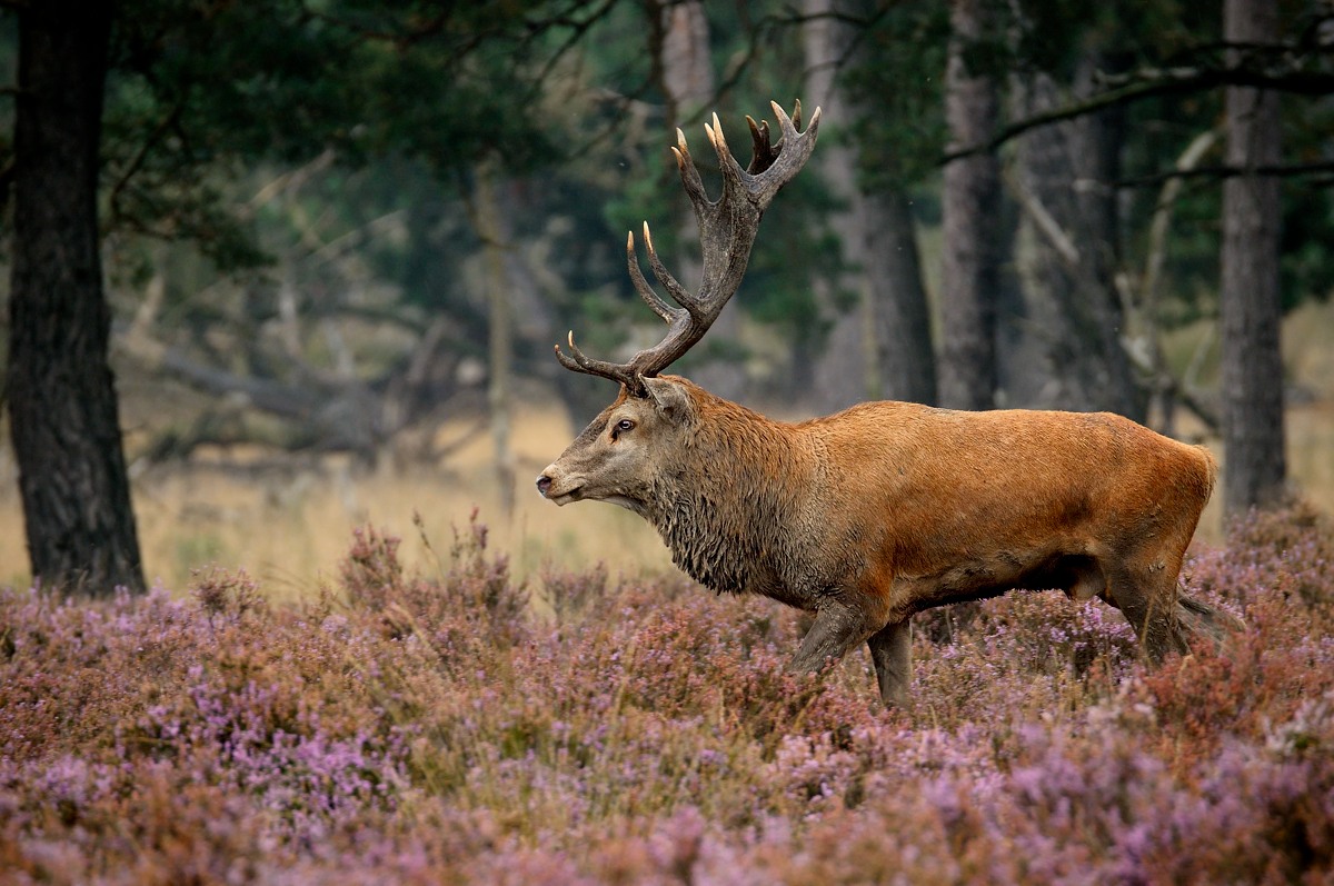 As if from a fairy tale