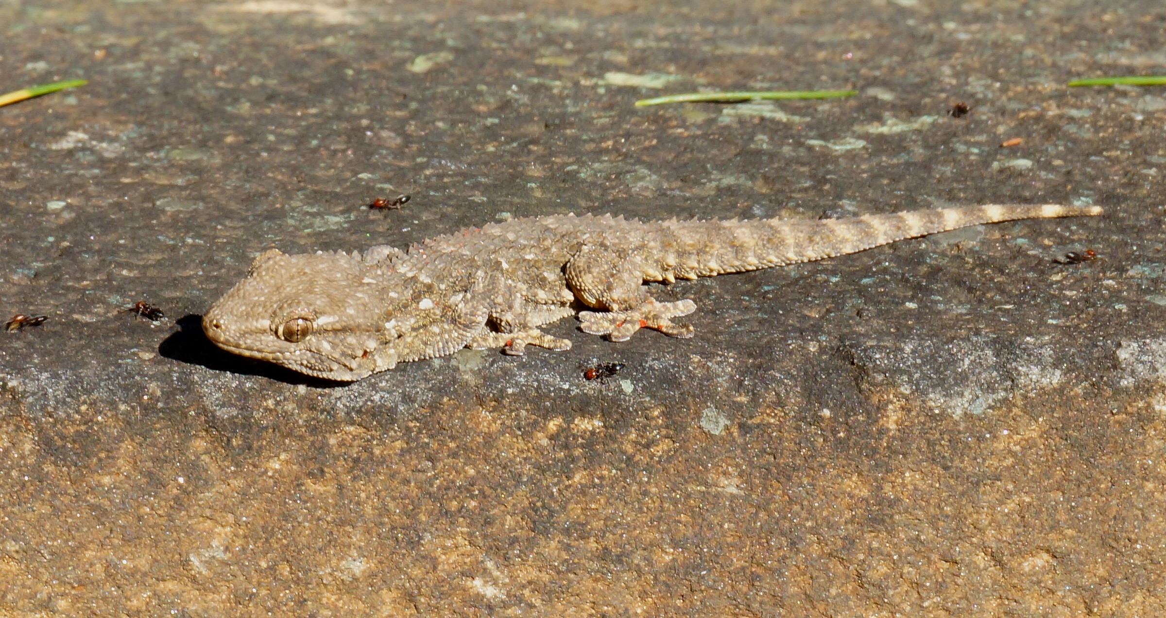 Con le guardie del corpo