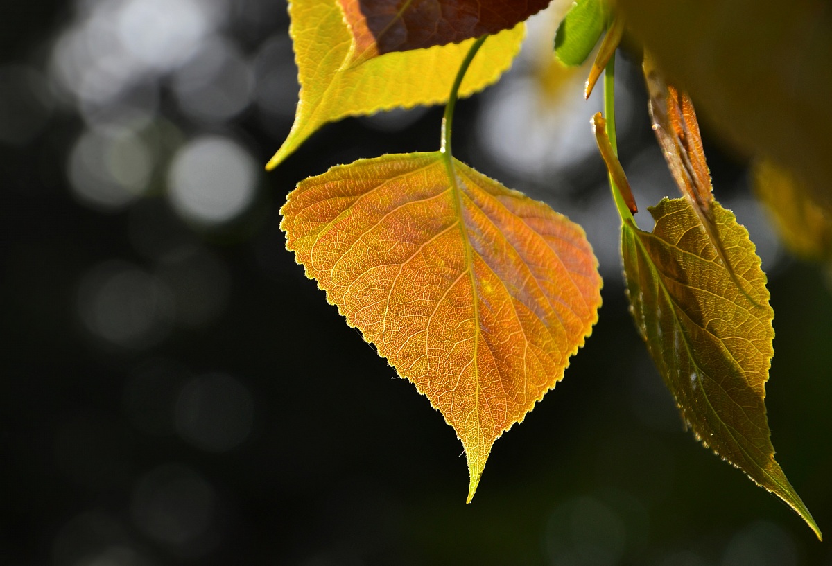 Leaf in the light