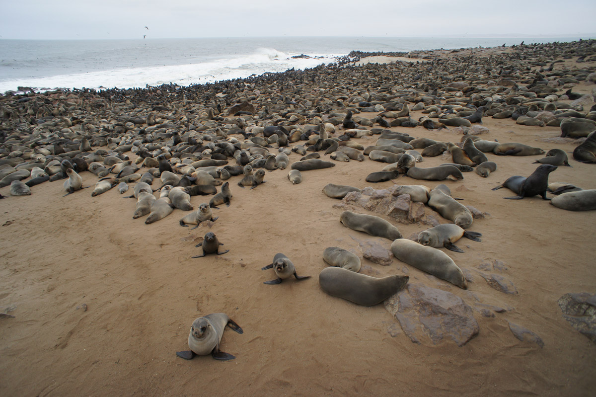 Cape Cross Seal Reserve