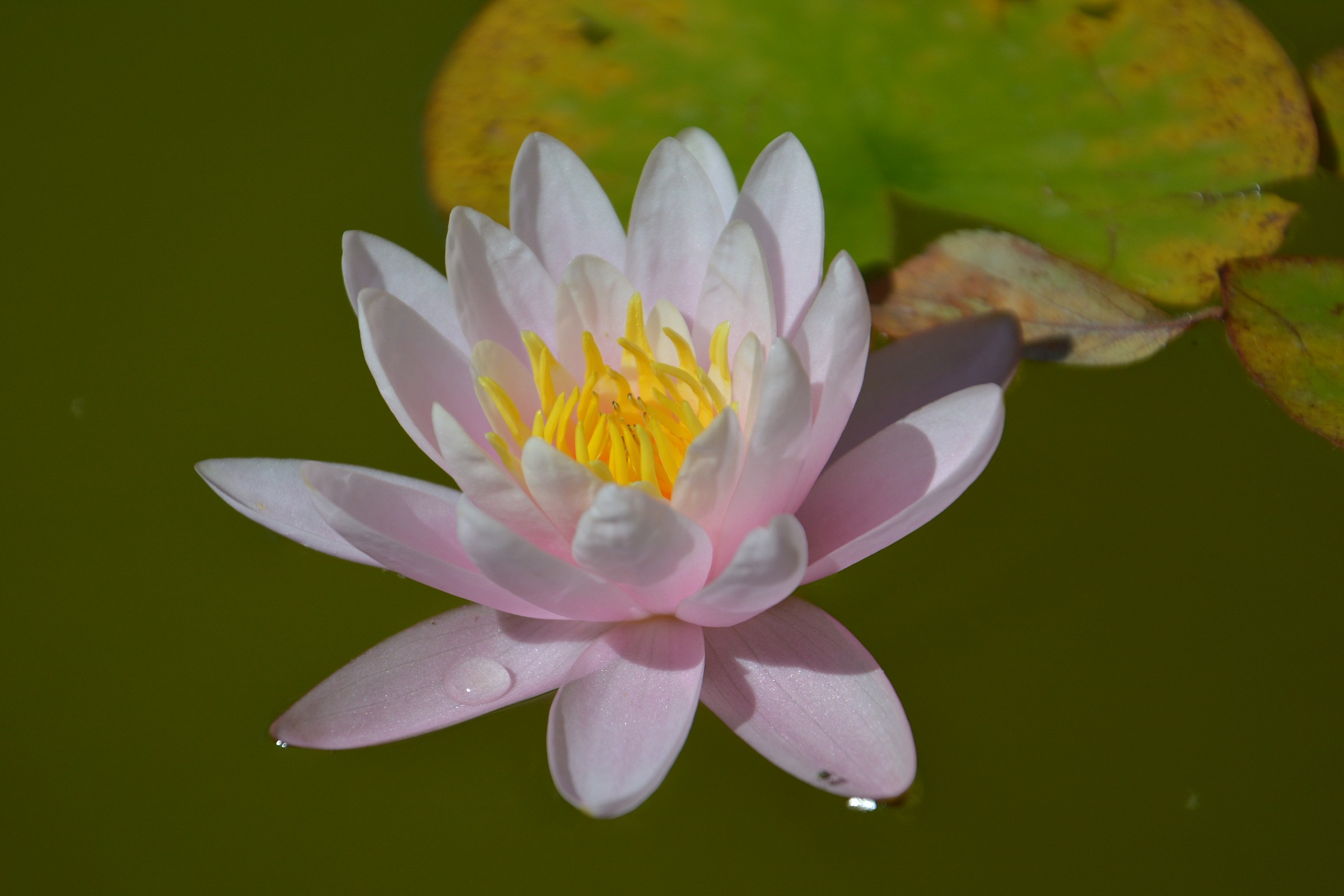 waterlily