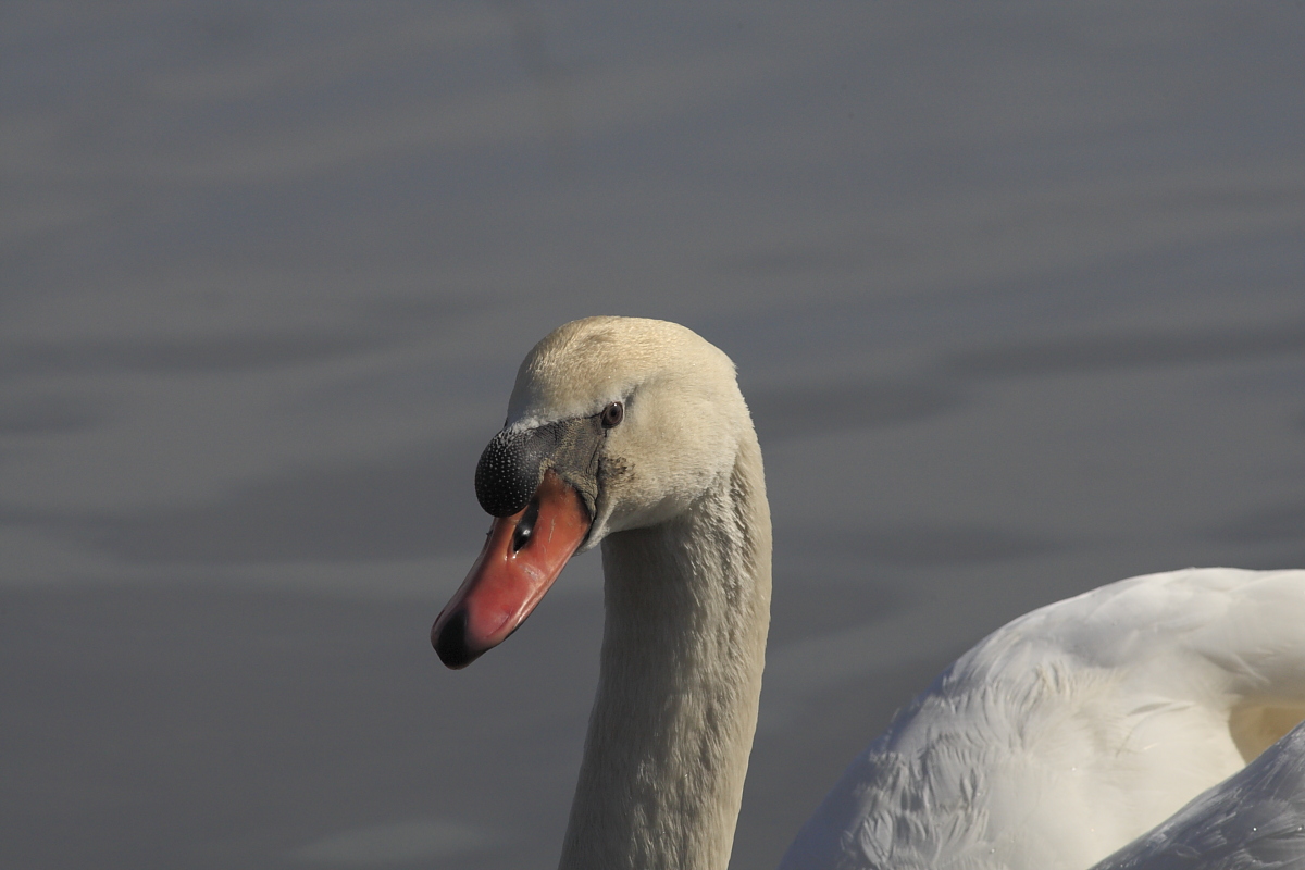 Mute Swan