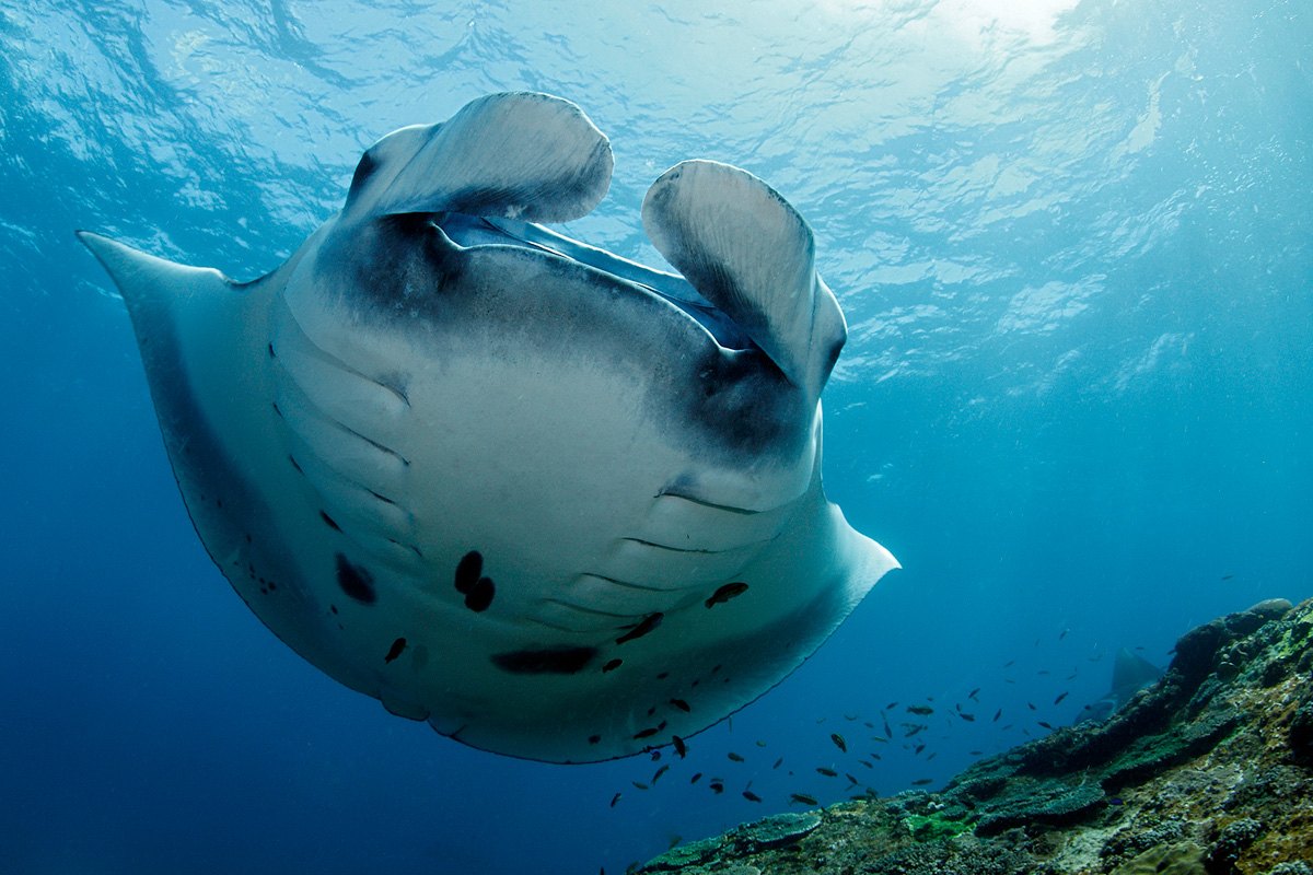 Manta (Manta alfredi)