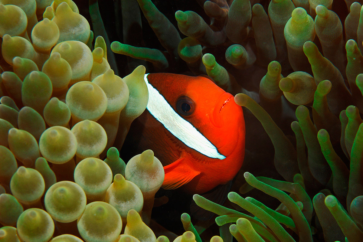 Pesce pagliaccio pomodoro (Amphiprion frenatus)