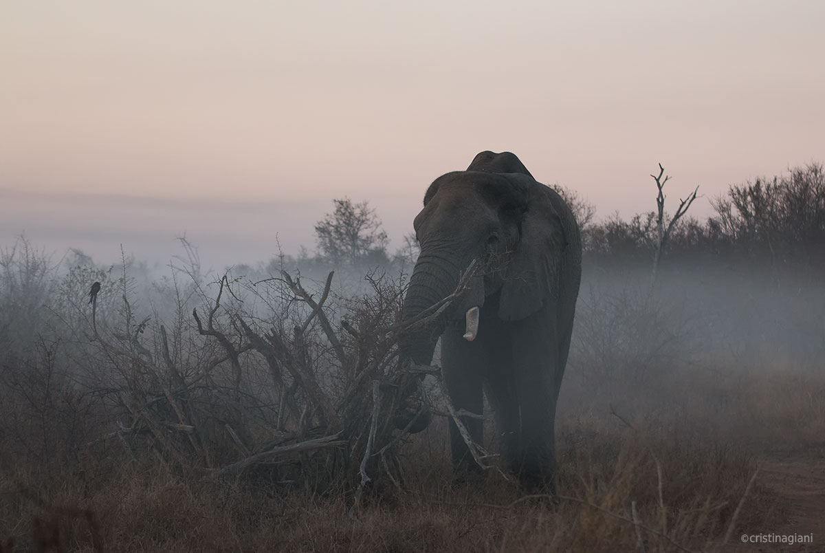 The giant and the little bird