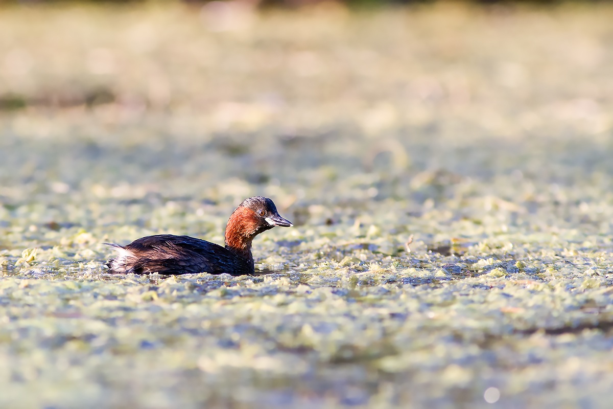 Little Grebe