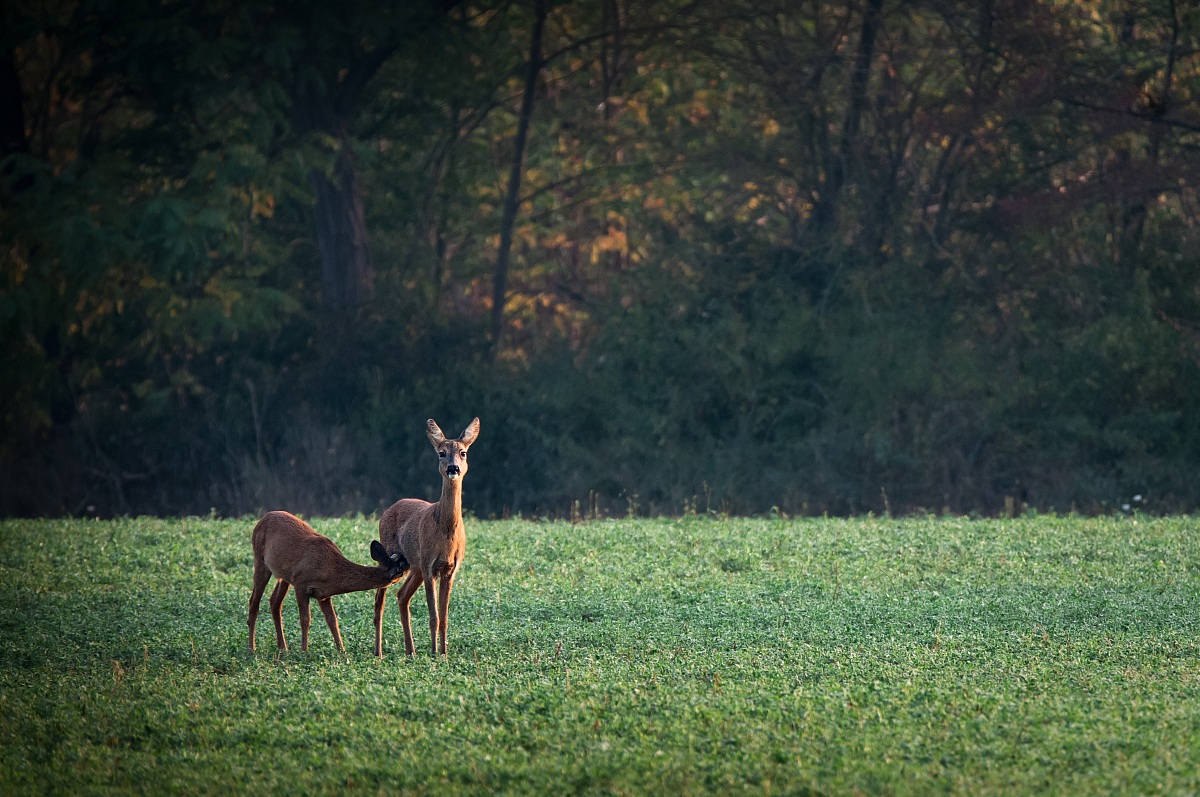 A bit big for the milk!