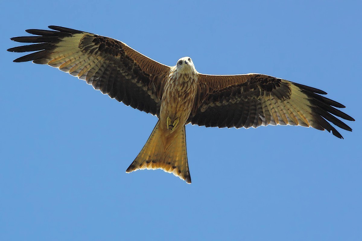 Red Kite curious
