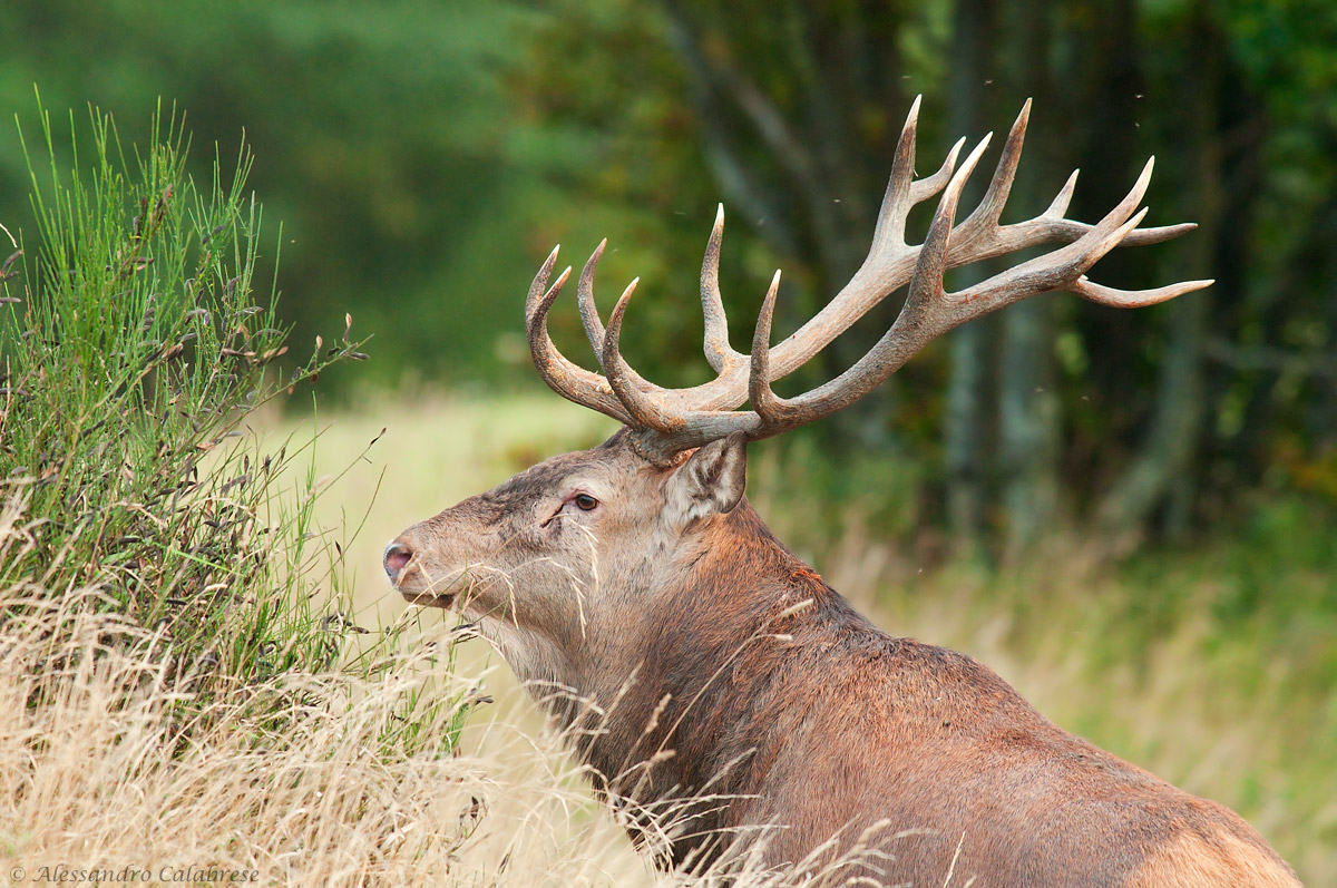 Ritratto di un '16 punte'