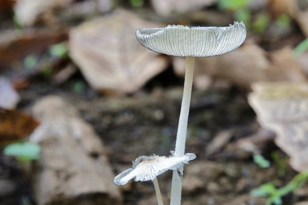 Coprinus lagopus