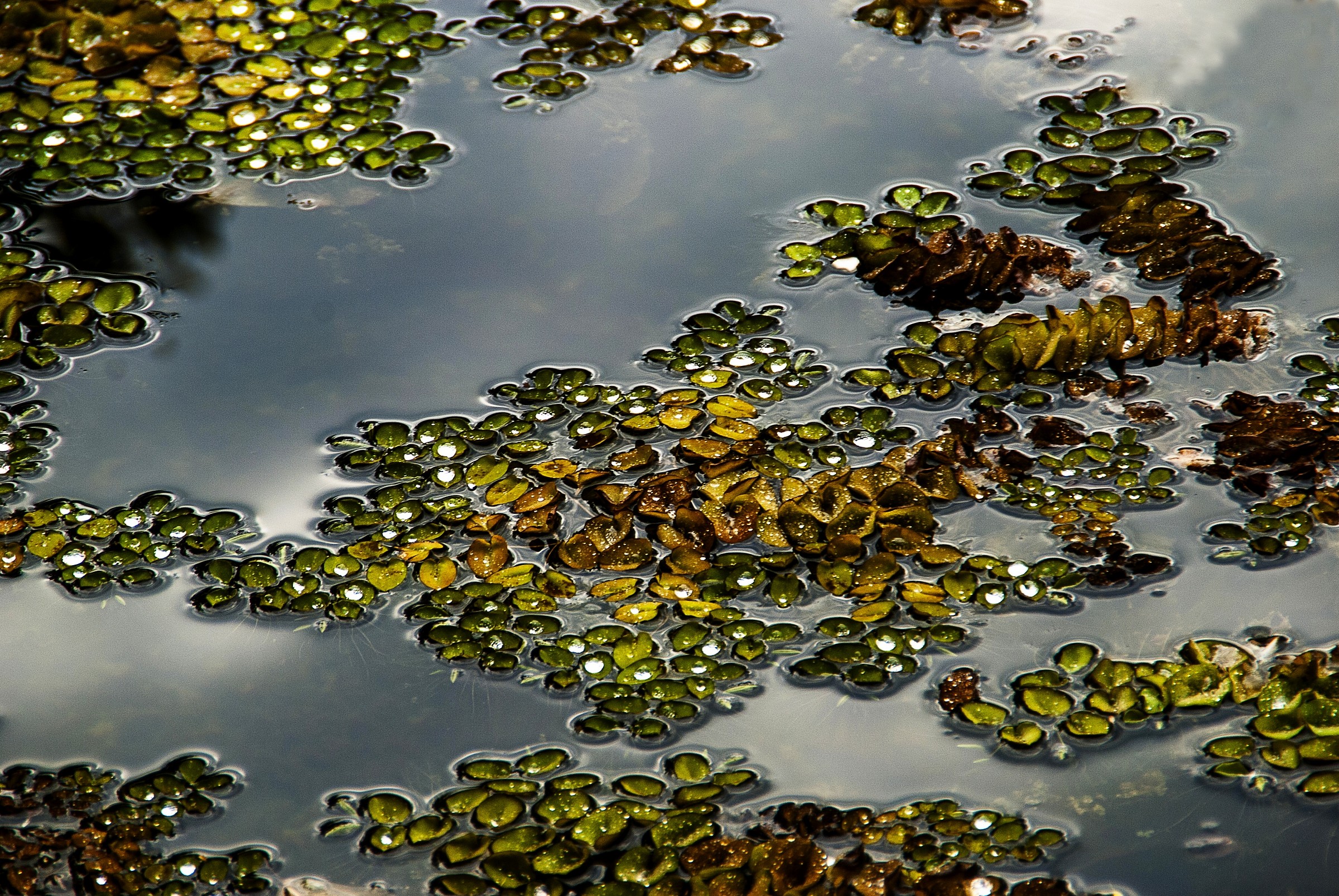 Gocce d'acqua ...sull'acqua