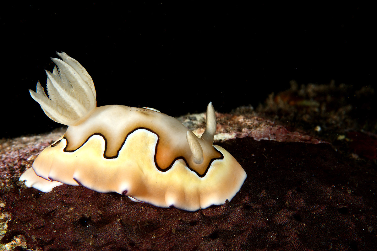 nudibranco (Chromodoris coi)