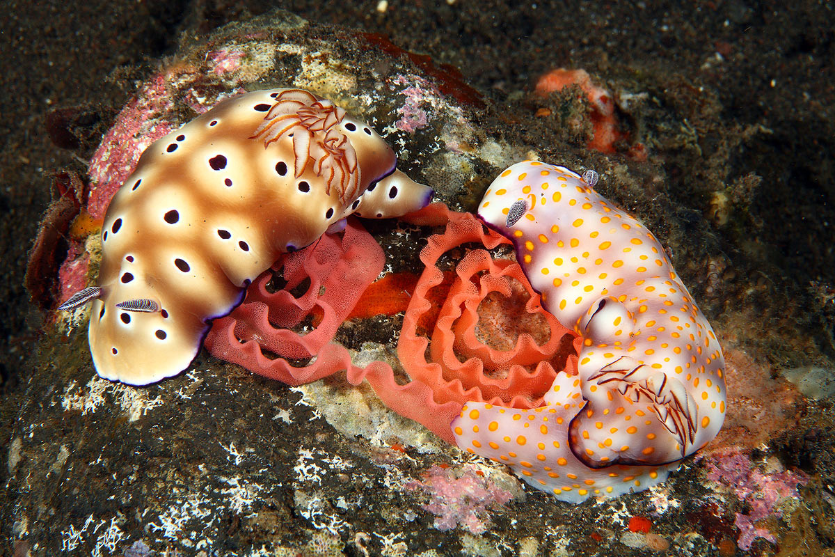 Deposizione contemporanea