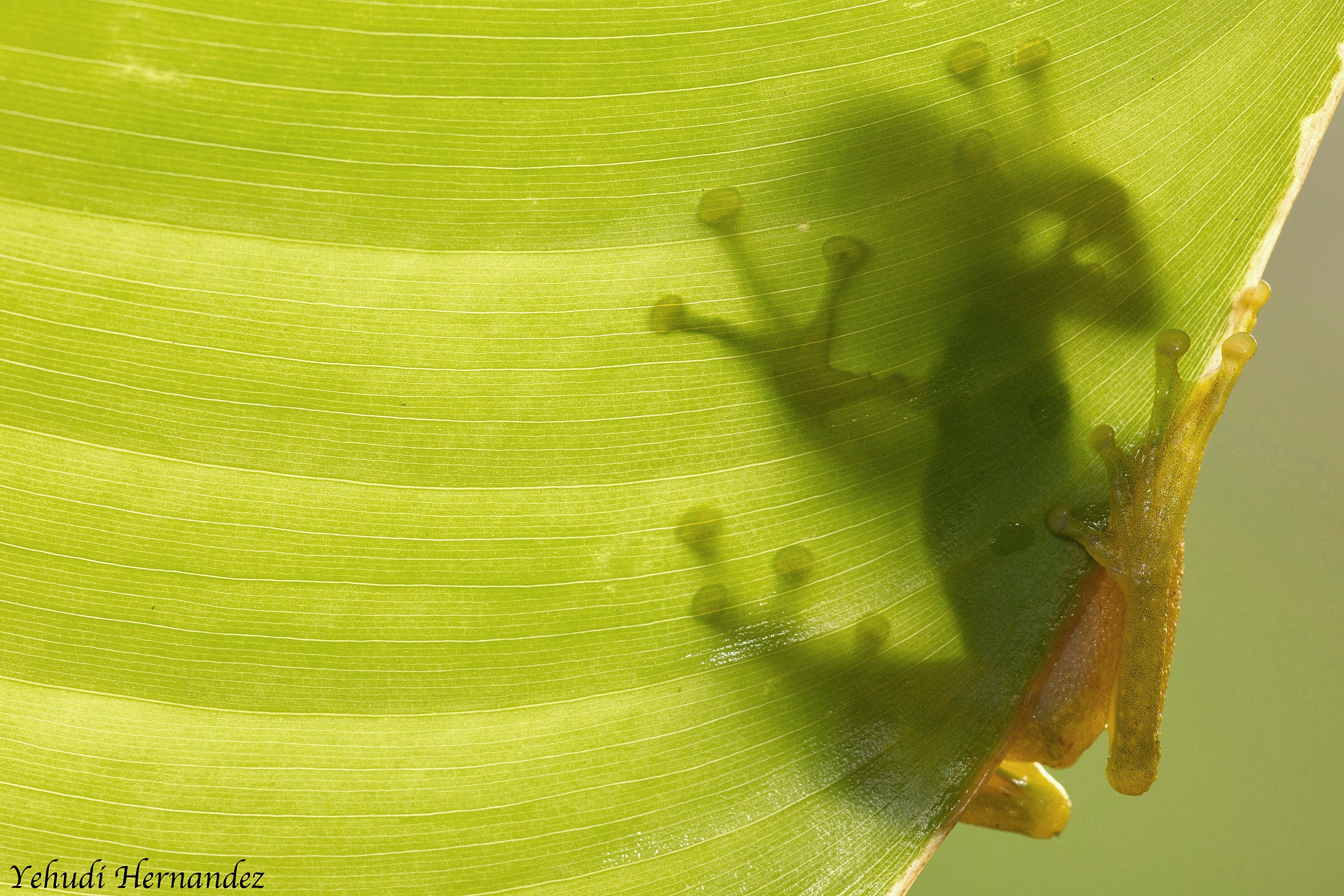 Non riesco a vedere me ...