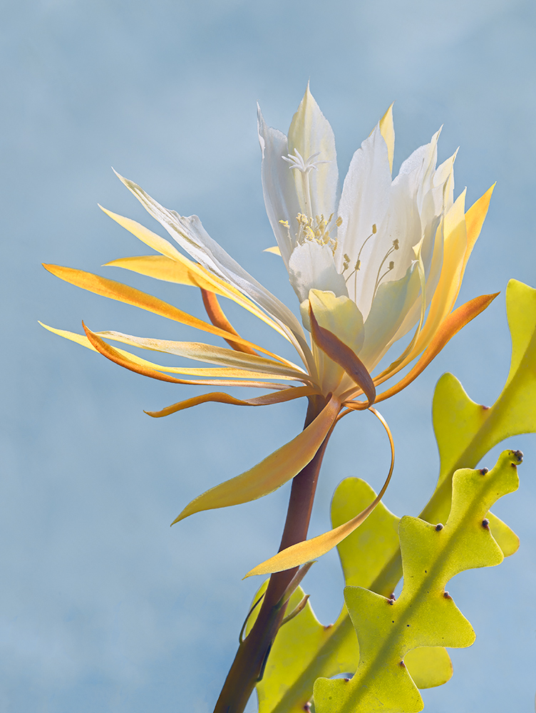 Language disheveled mother-in-law