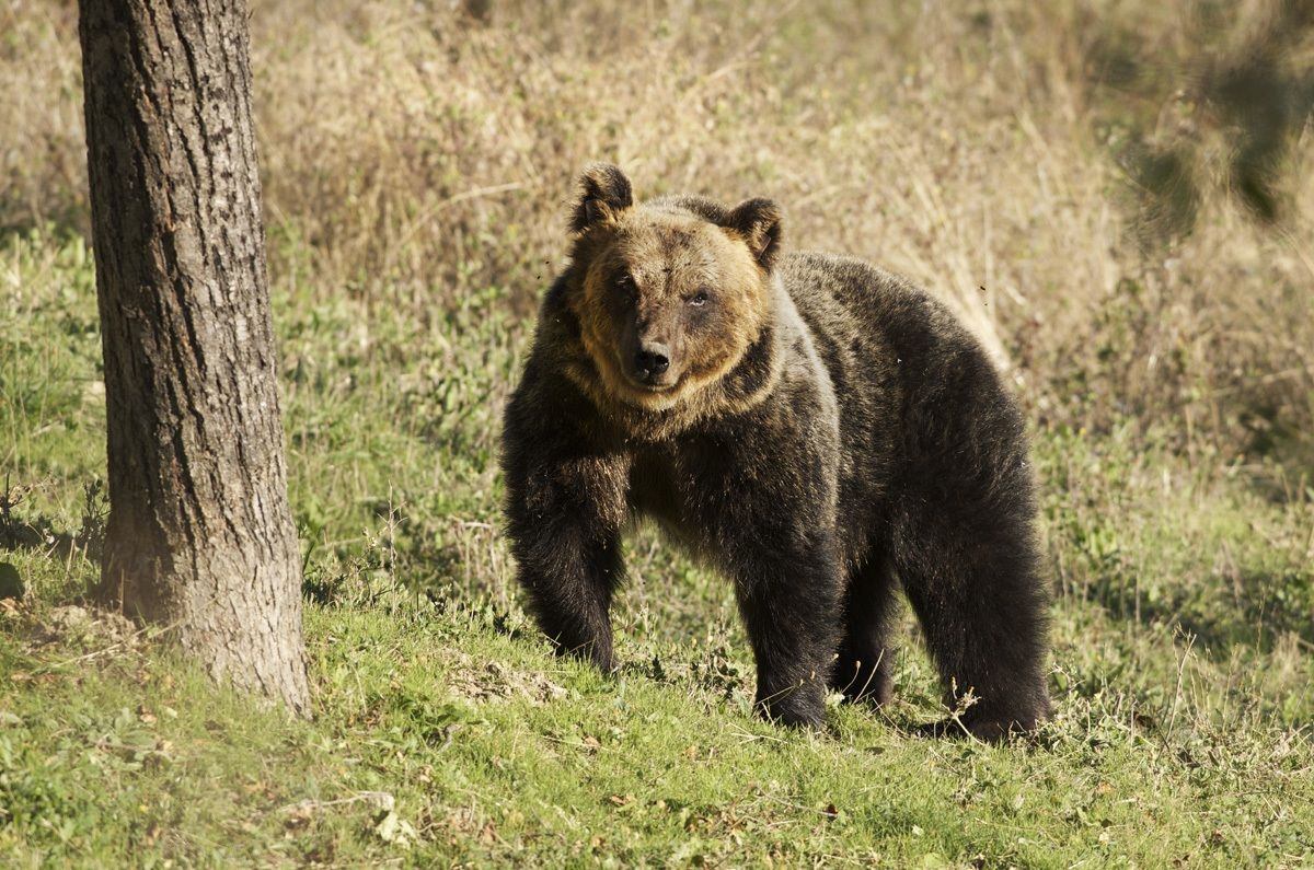 orso marsicano