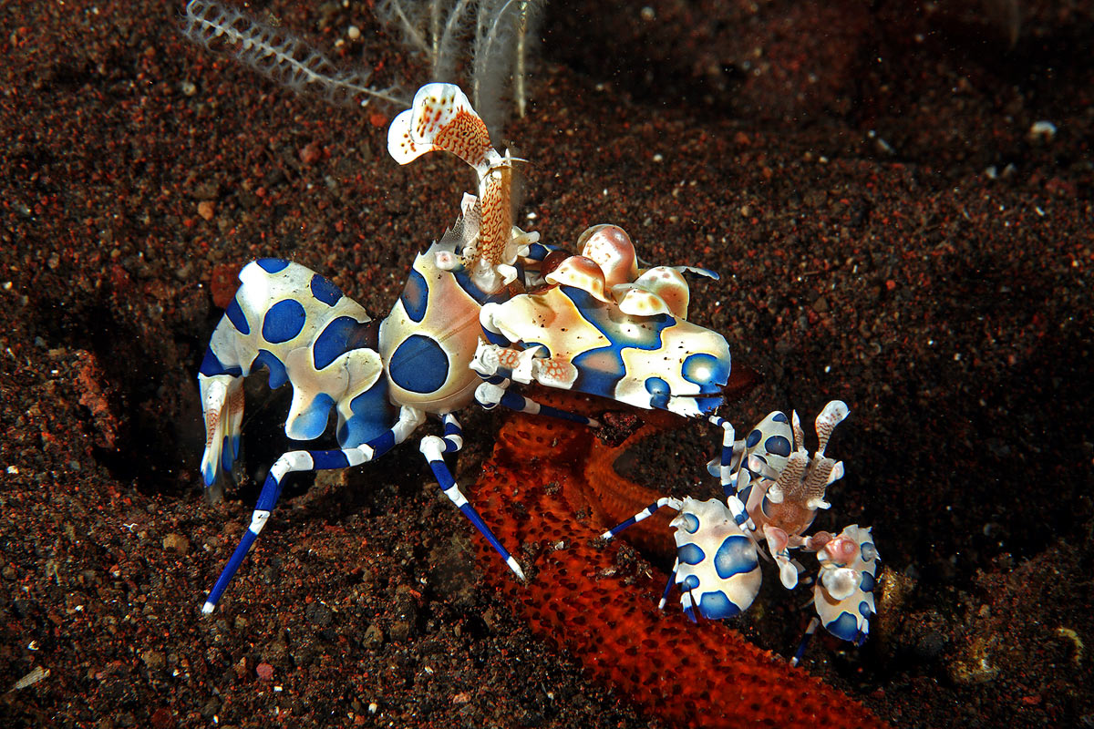 Harlequin shrimp (Hymenocera elegans)