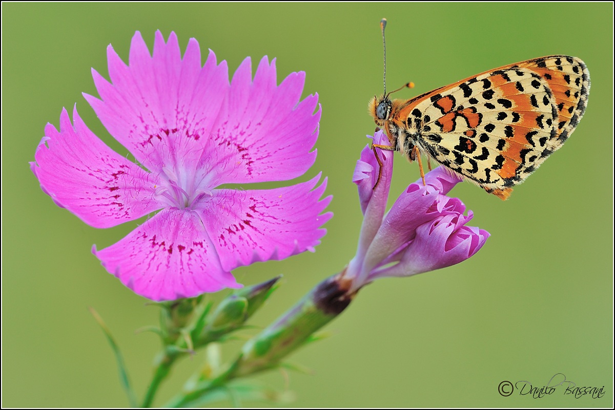 One day Sbocciero 'anchio