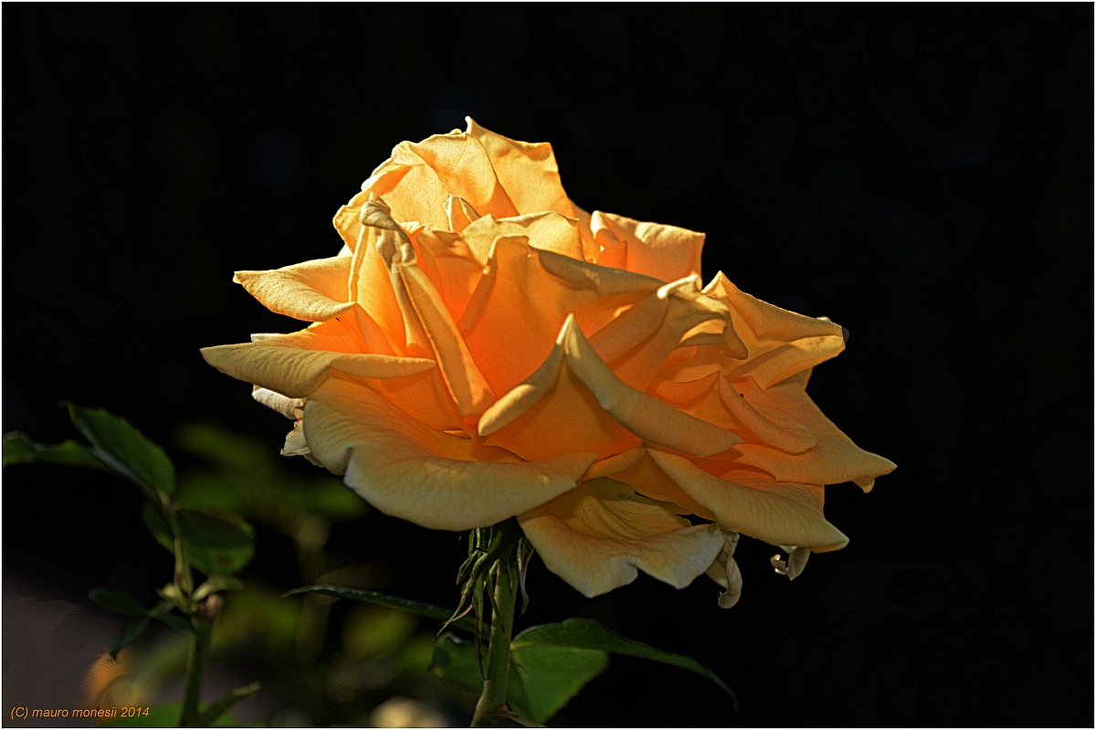 L'autunno della regina