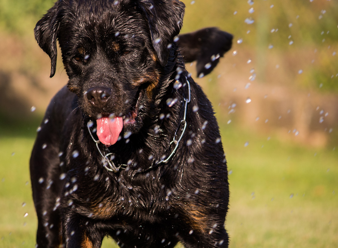 attracted to the water ..