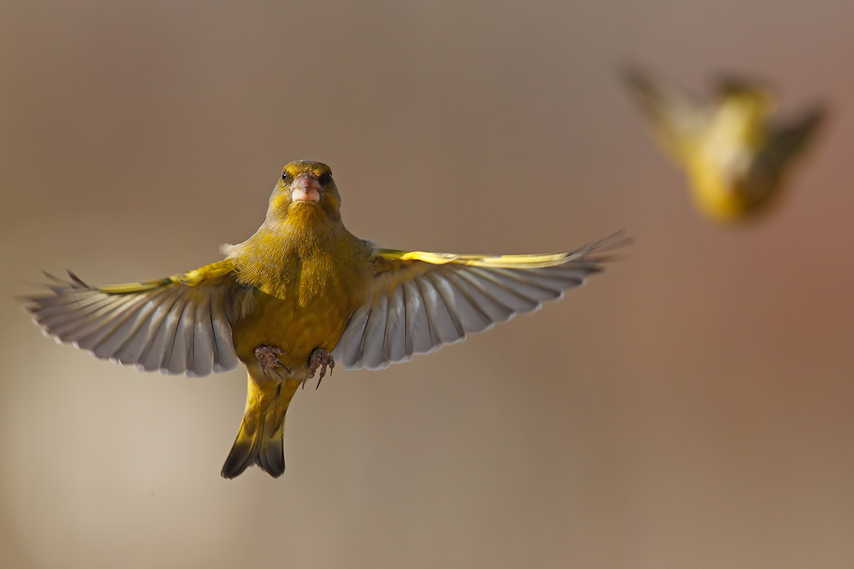 Chloris chloris - in flight -