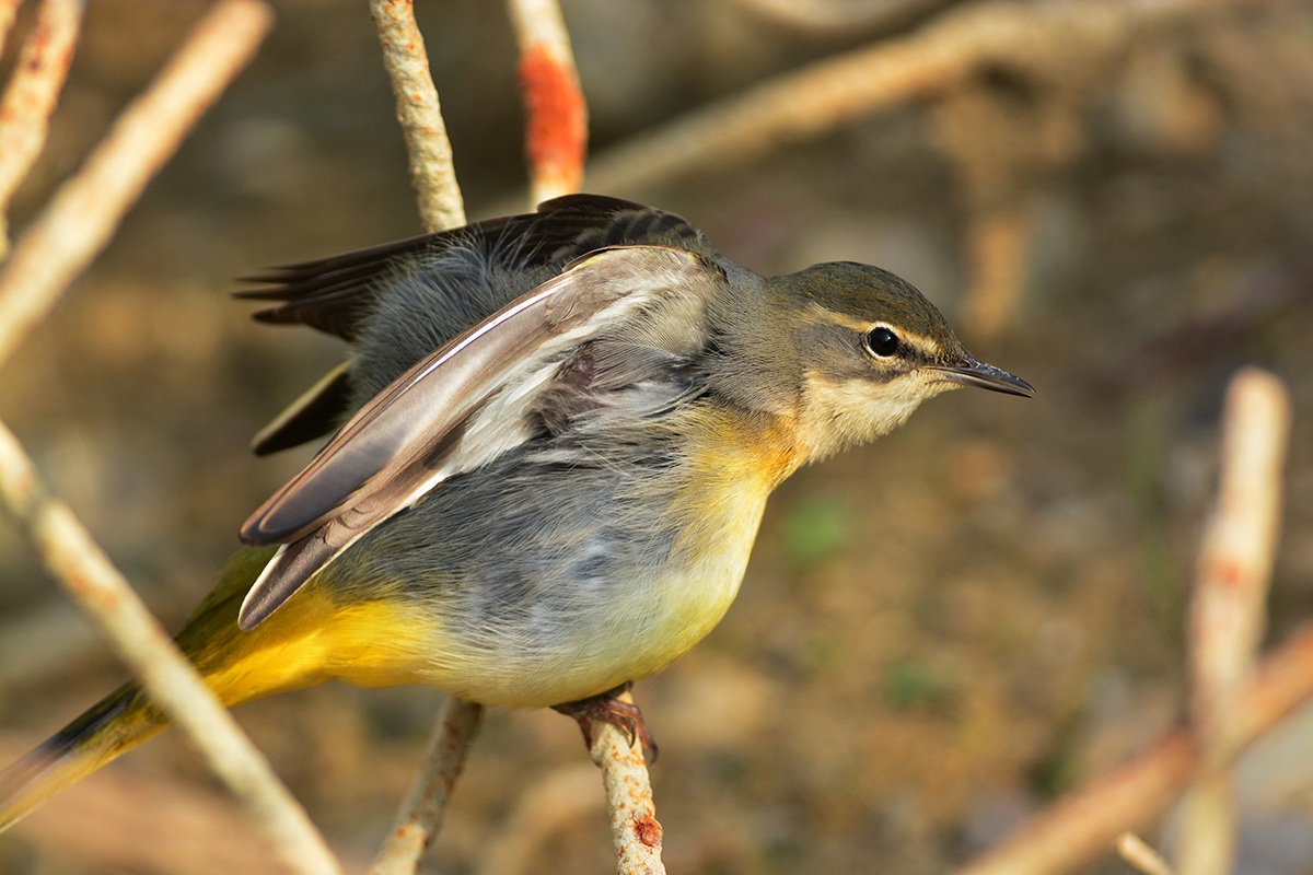 ballerina gialla sospirante