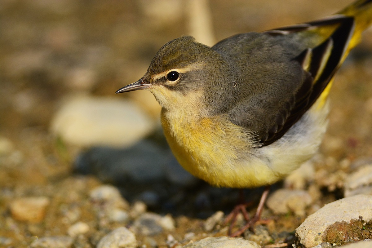ballerina gialla primo piano