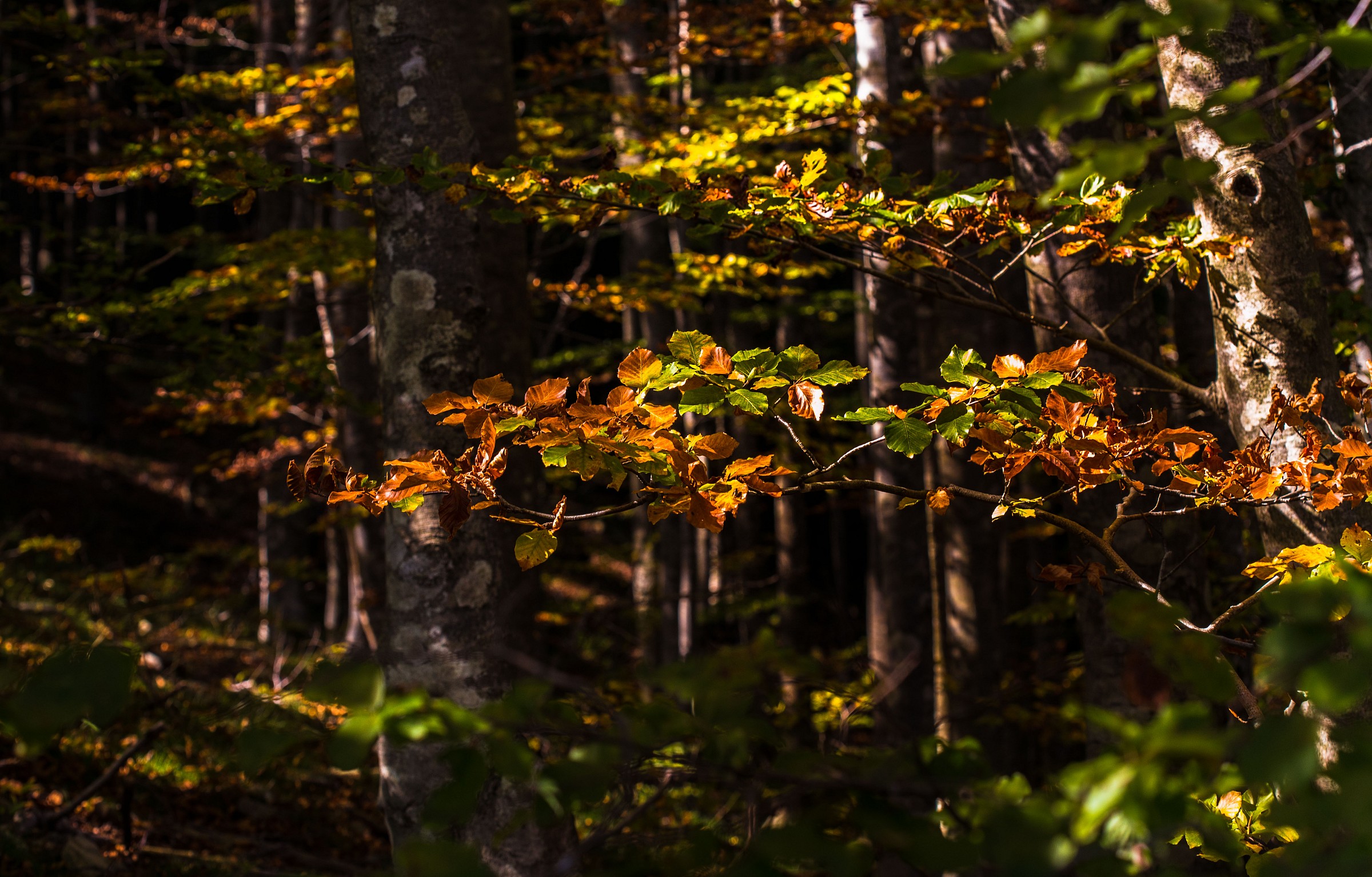 First colors of autumn