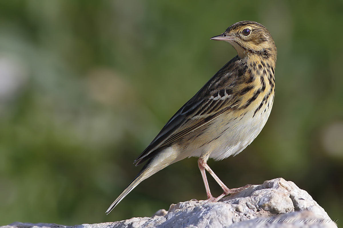 Prispolone(Anthus trivialis)
