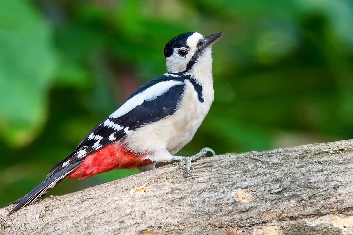 Picchio rosso maggiore